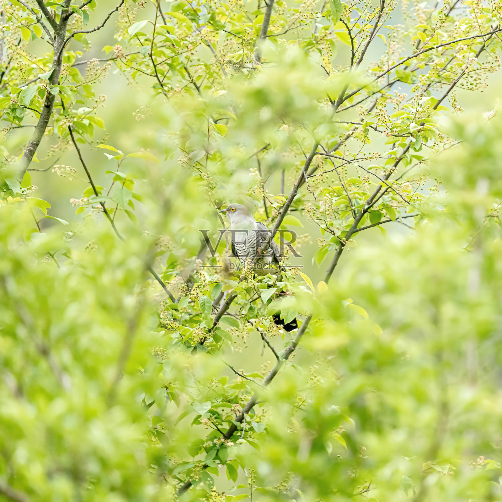 杜鹃照片摄影图片