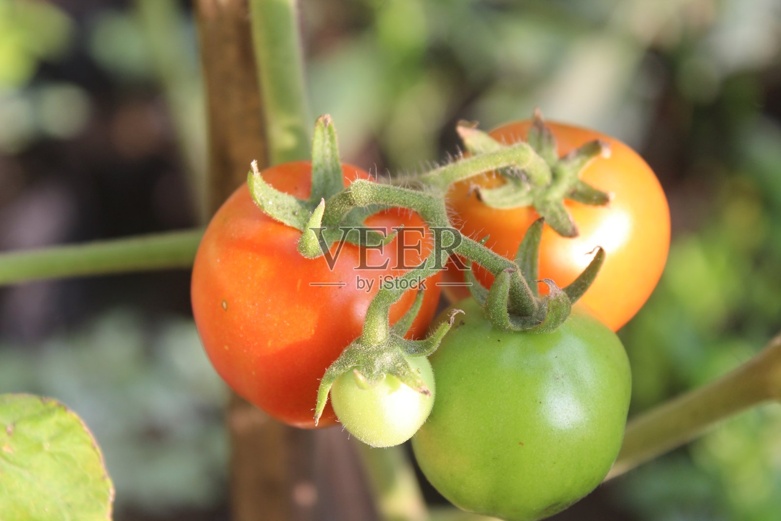 一个西红柿照片摄影图片