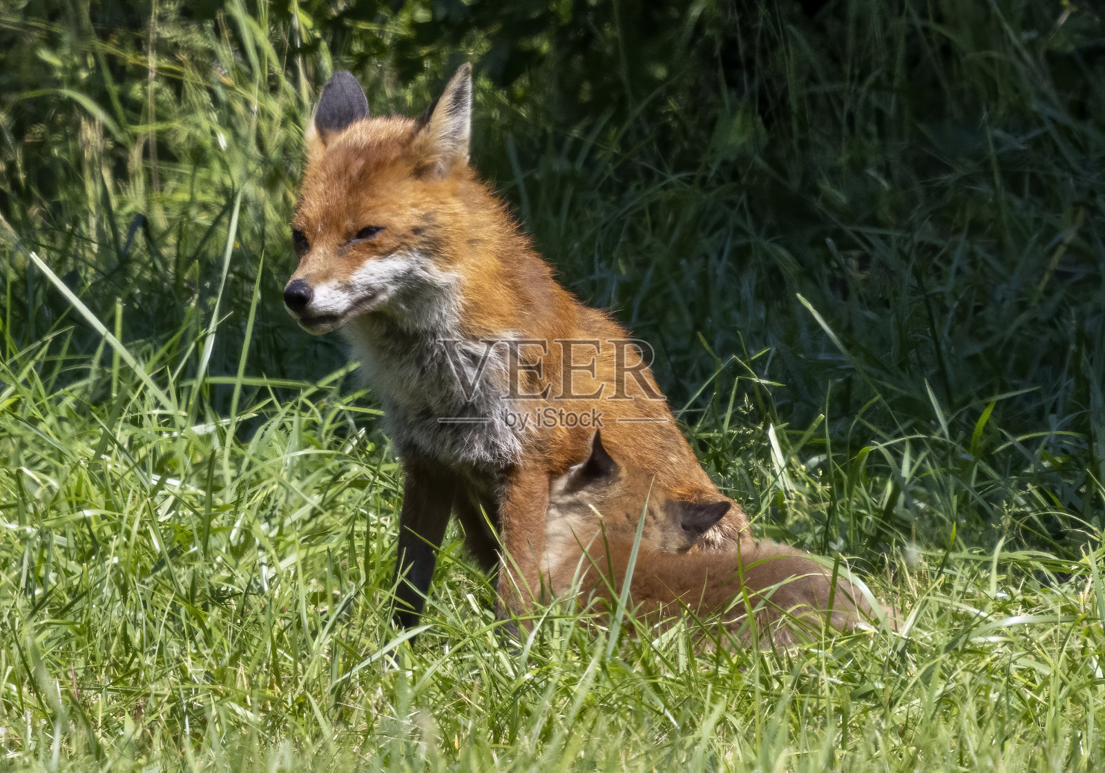 狐狸照片摄影图片