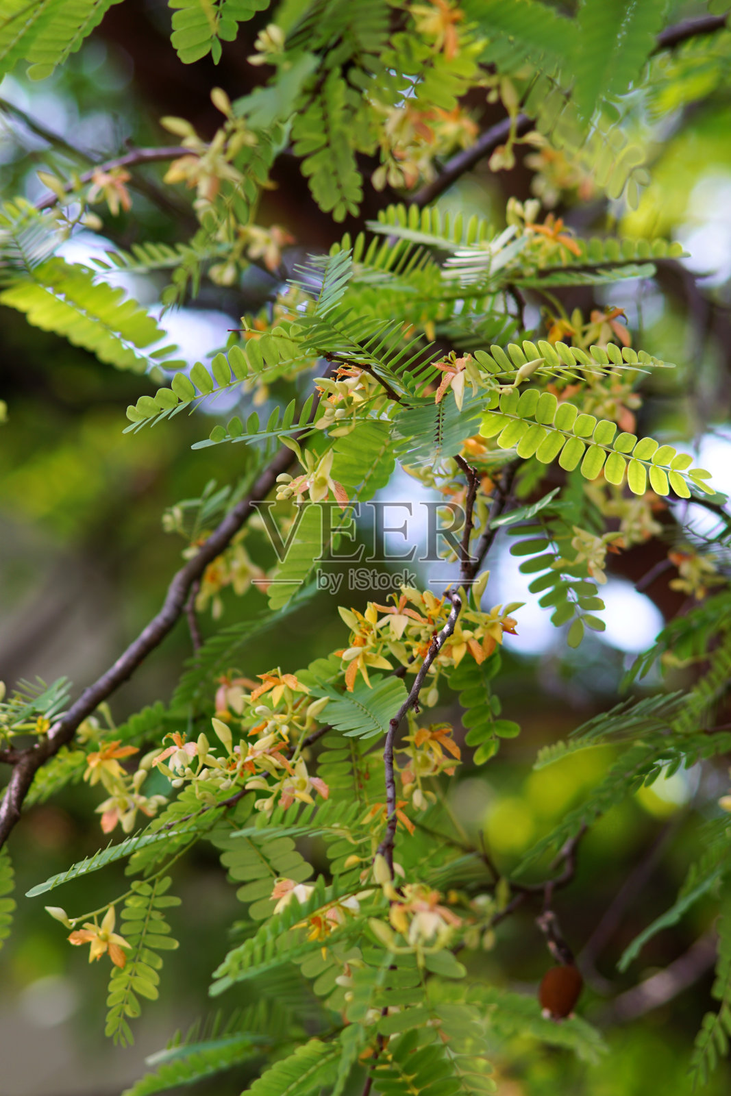 罗望子花与绿叶近距离拍摄照片摄影图片
