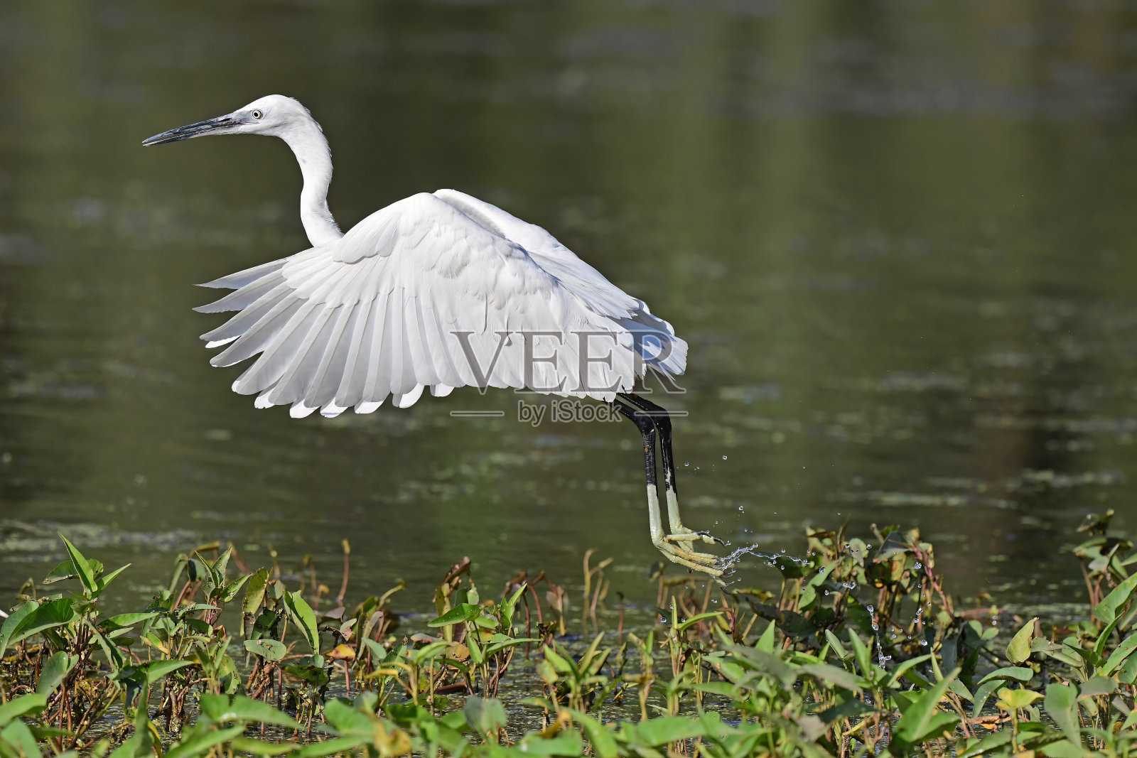 白鹭-飞翔的苍鹭照片摄影图片