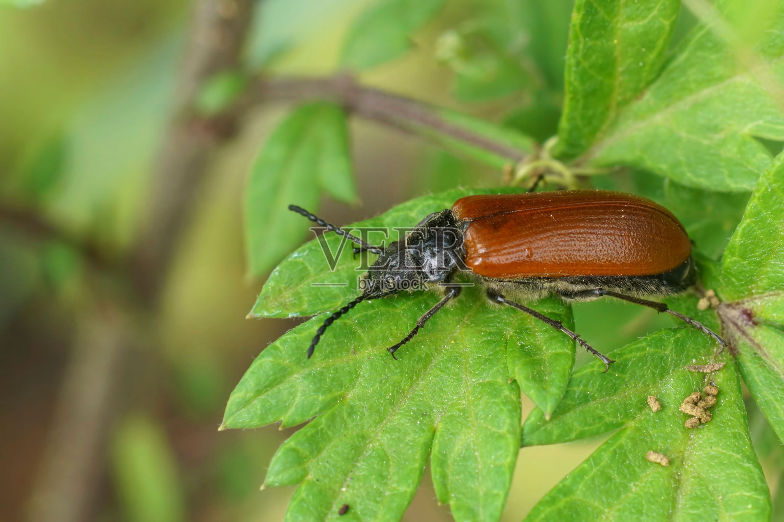 地中海棕色梳爪甲虫特写照片摄影图片