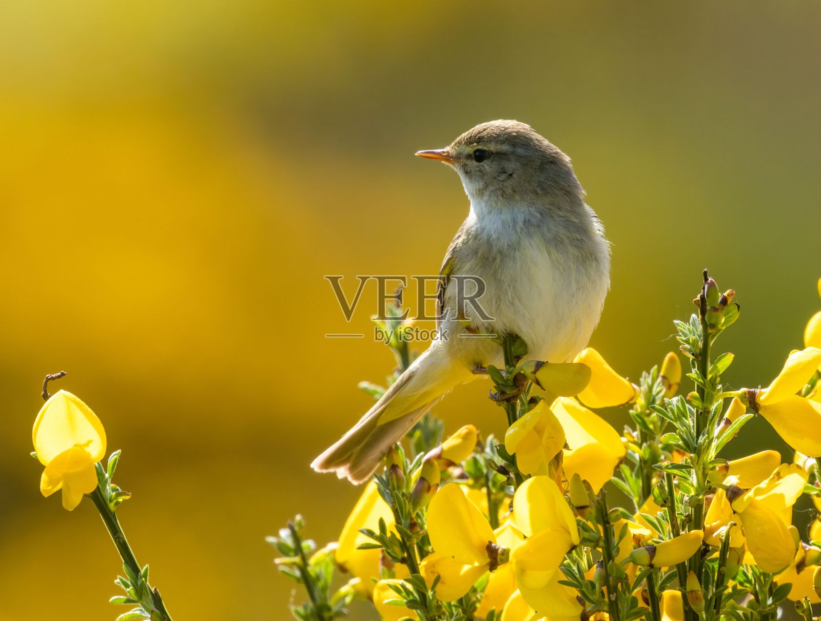柳莺栖息在金雀丛上照片摄影图片