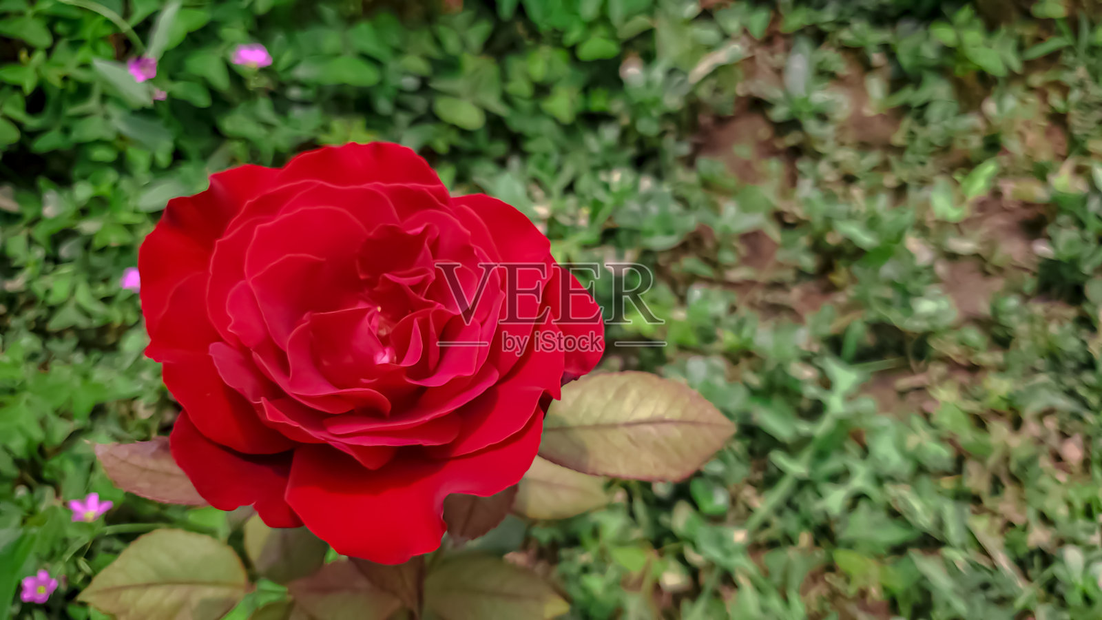 美丽的红玫瑰特写照片摄影图片