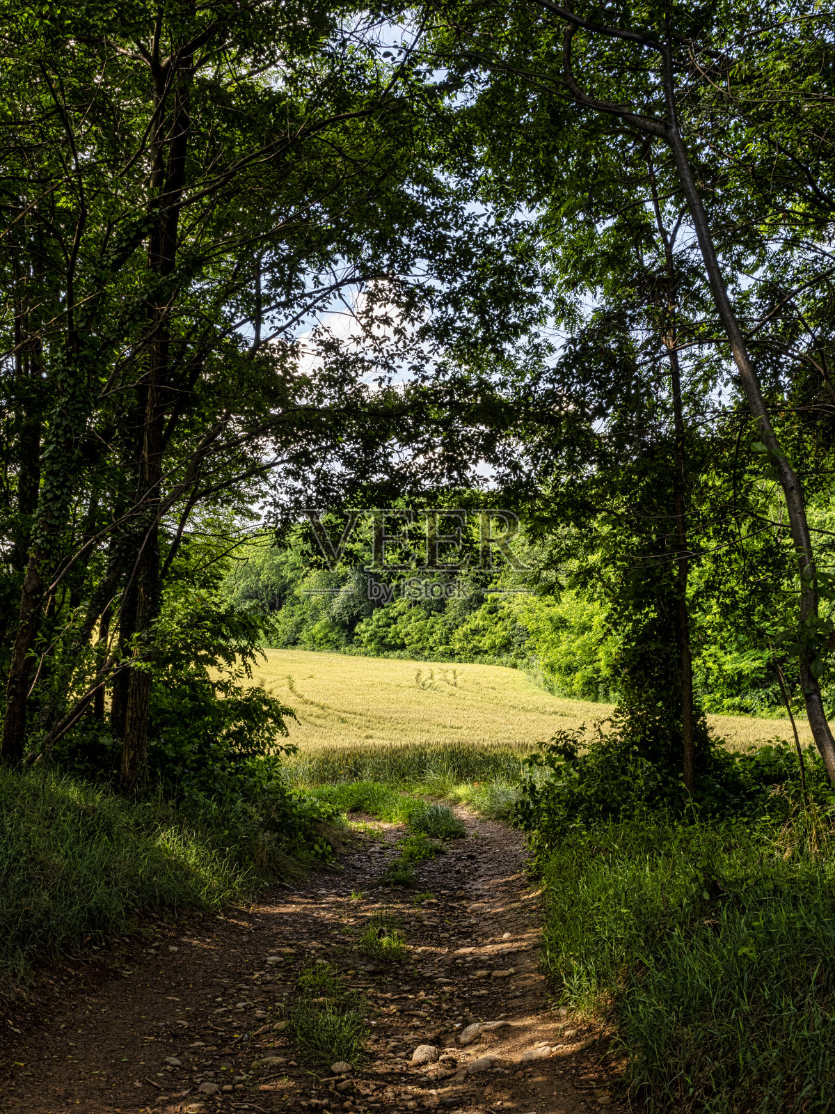 有麦田的乡间小路照片摄影图片