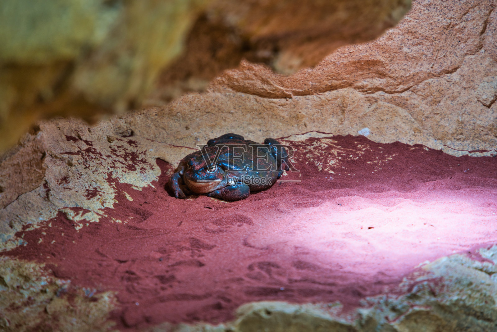 爬行动物照片摄影图片