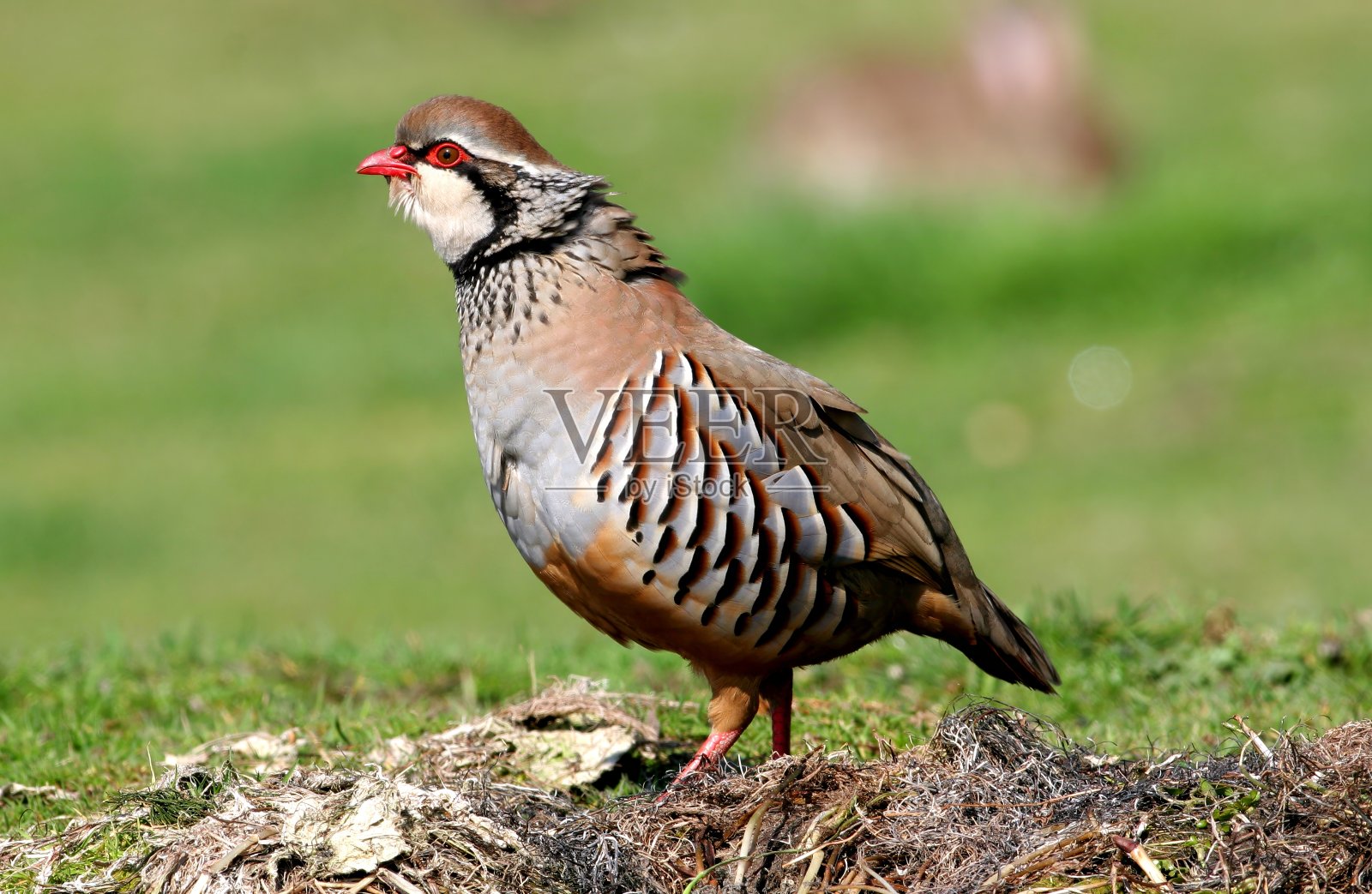 红腿山鹧鸪照片摄影图片