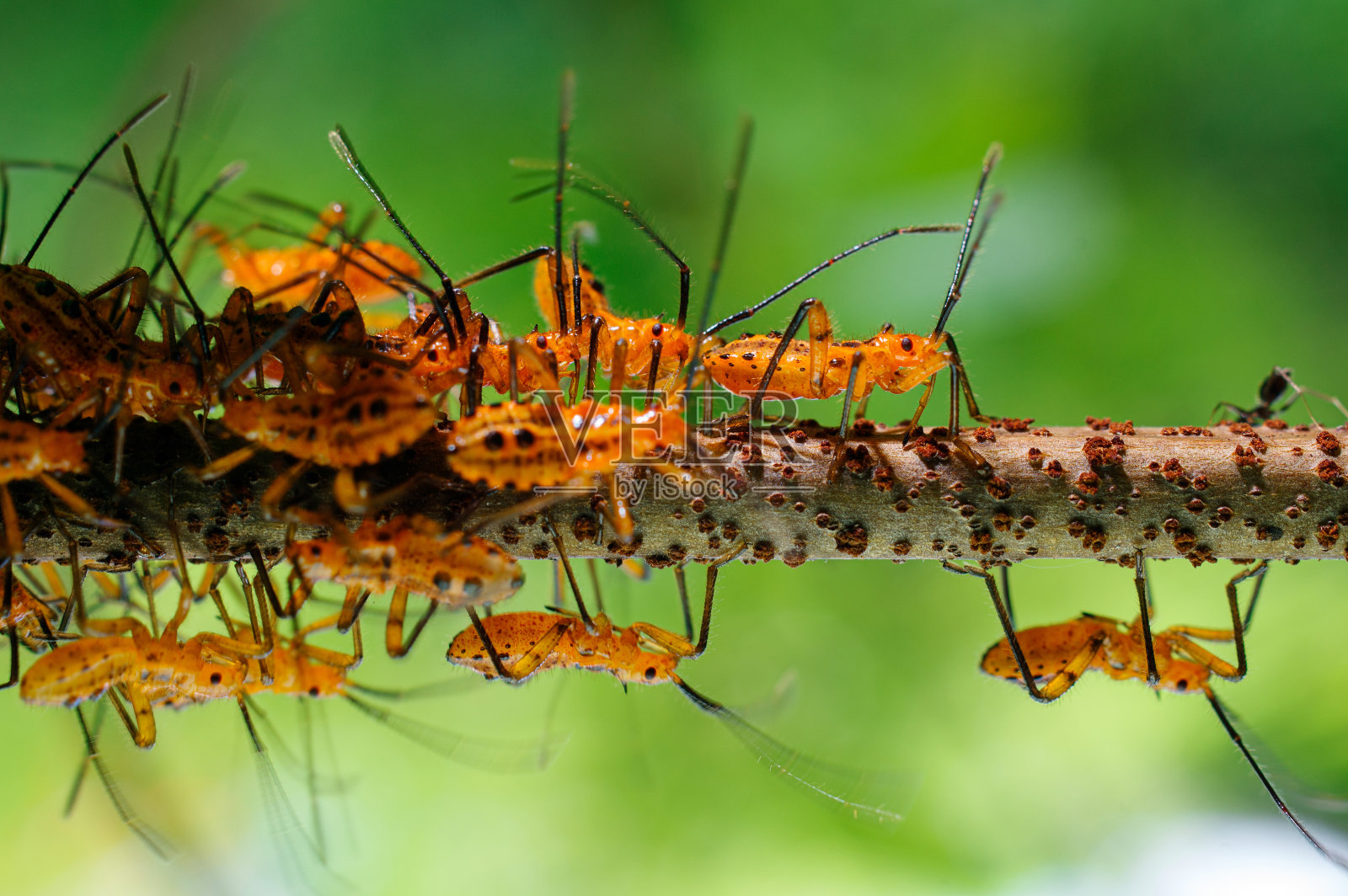 蚜虫侵害绿底大型害虫树梢蚜虫受害虫侵害。照片摄影图片