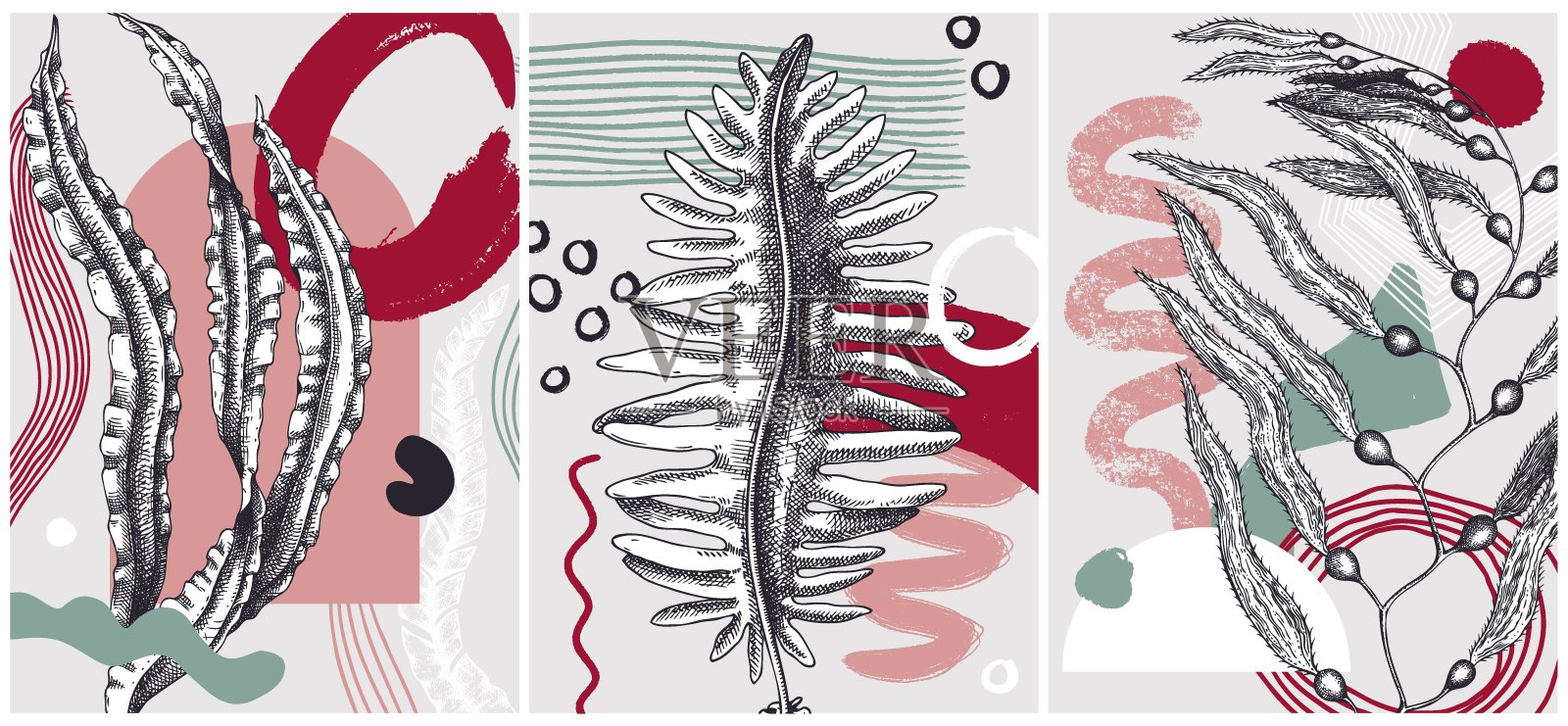 矢量海藻组成插画图片素材