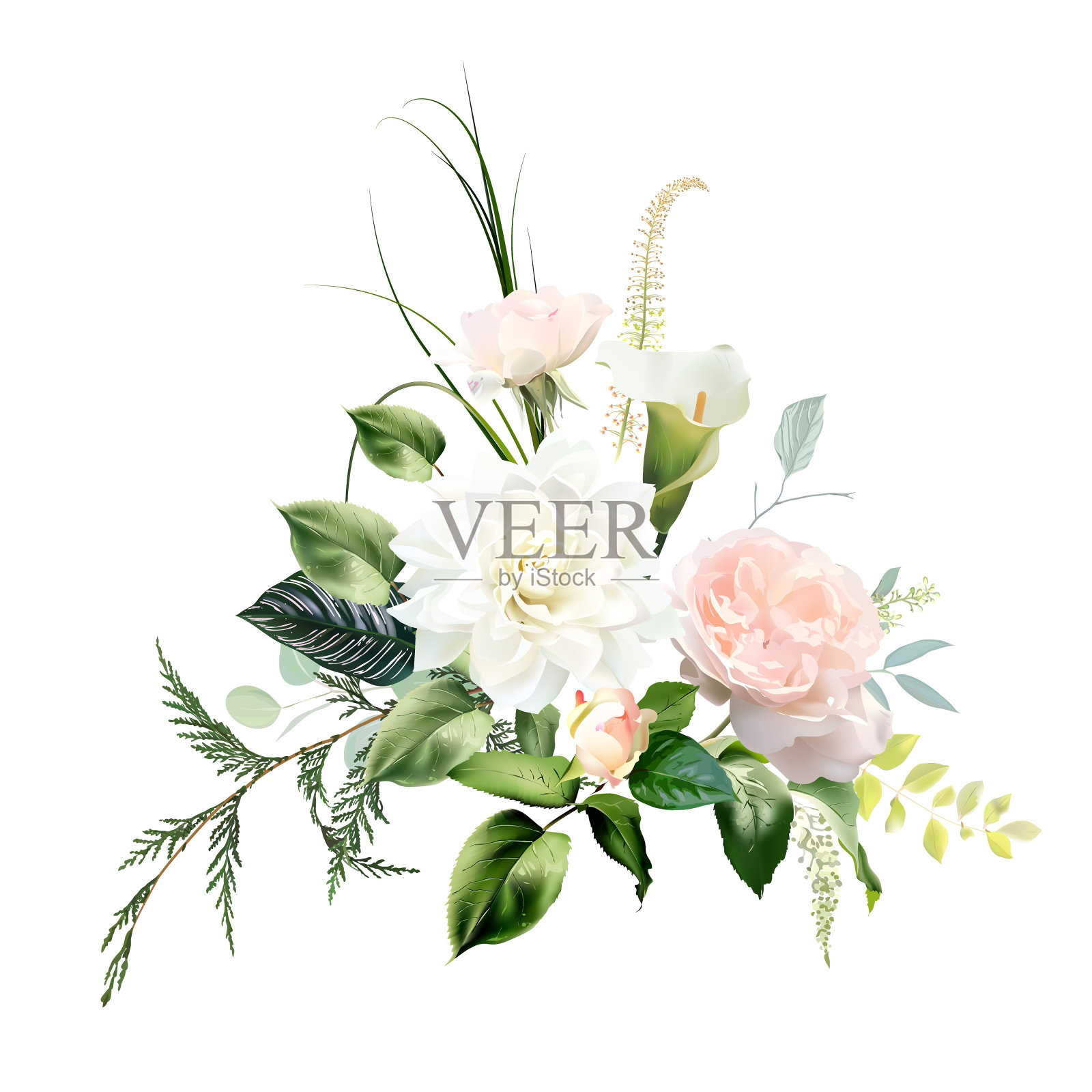 粉红色花园玫瑰,白色大丽花,白色马蹄莲,雪松,卡拉苔,绿色设计花束插画图片素材