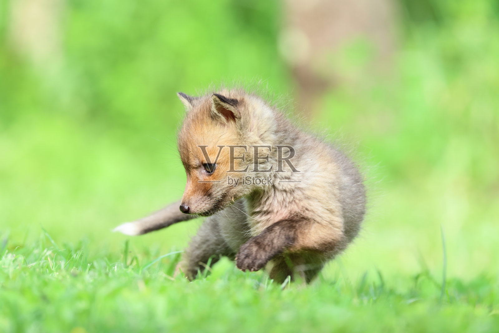 红狐幼崽特写照片摄影图片