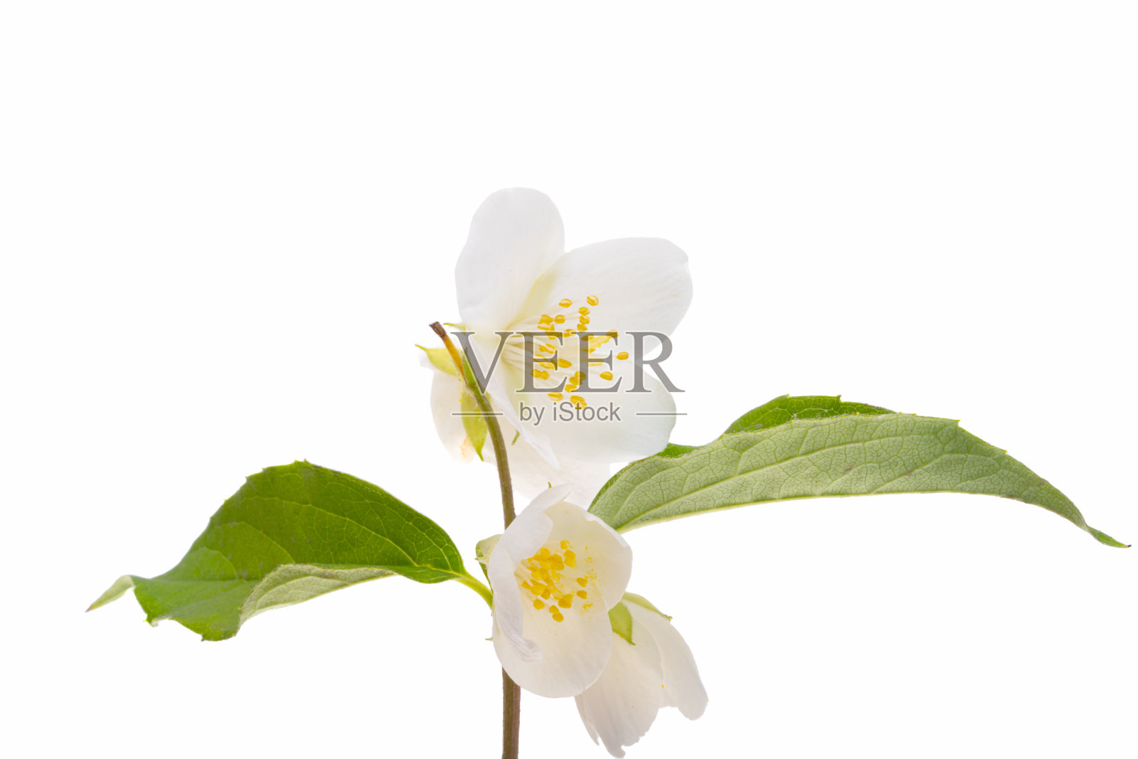 分离茉莉花照片摄影图片