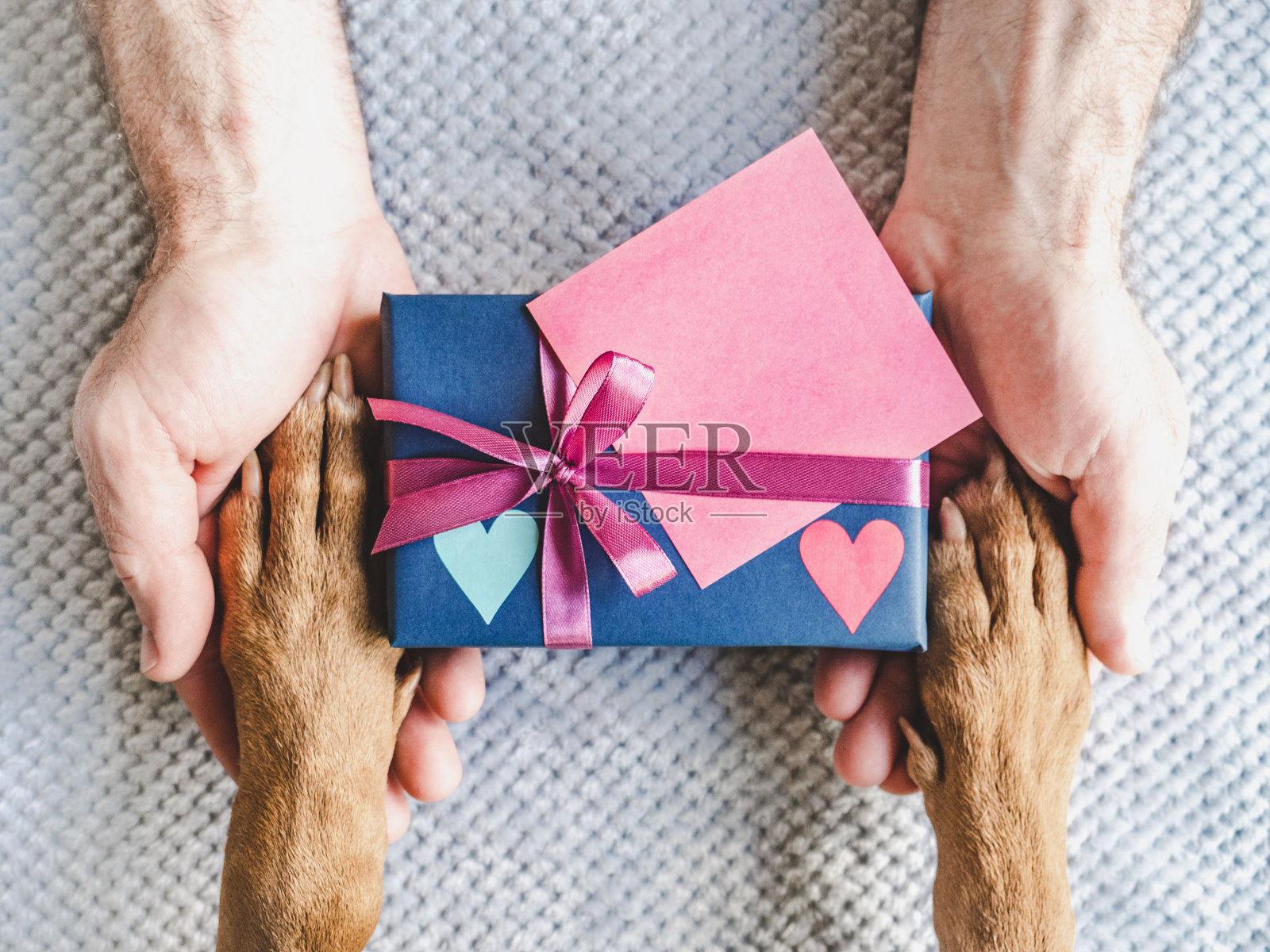 狗爪,男人的手和礼盒照片摄影图片