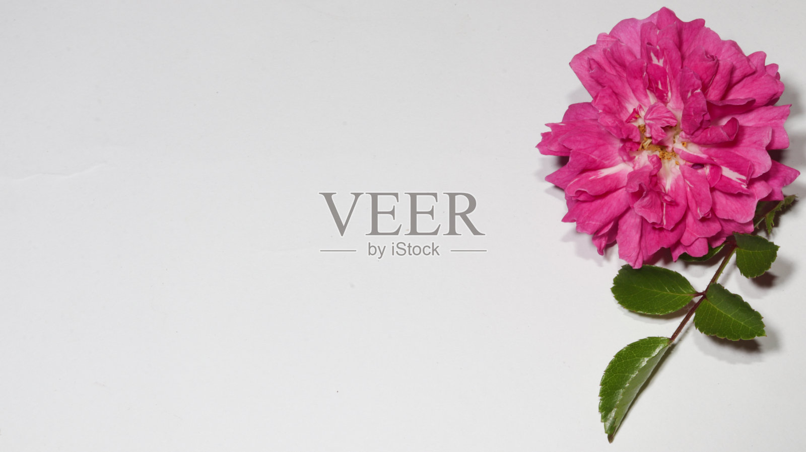 框架制成的粉红色玫瑰,绿叶,花卉图案在白色的背景。平铺,顶视图文本复制空间照片摄影图片