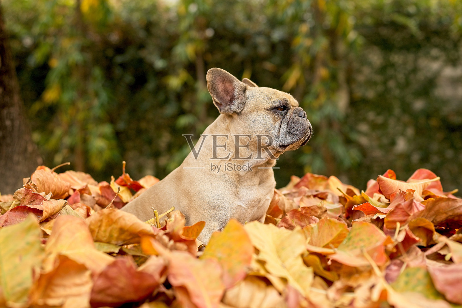 侧视图法国斗牛犬坐在棕色干叶子上。照片摄影图片