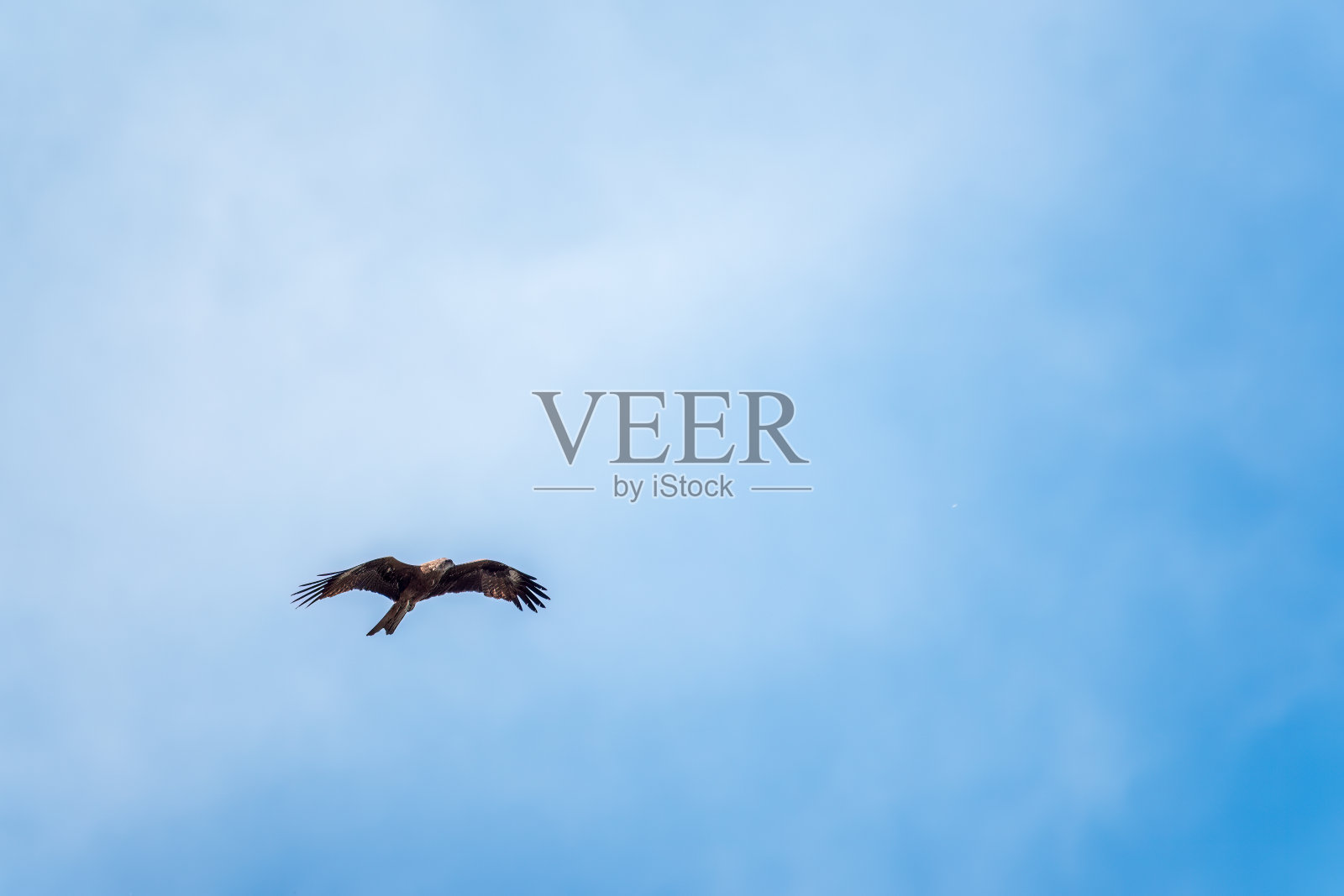 猛禽黑风筝在蓝天上飞翔照片摄影图片