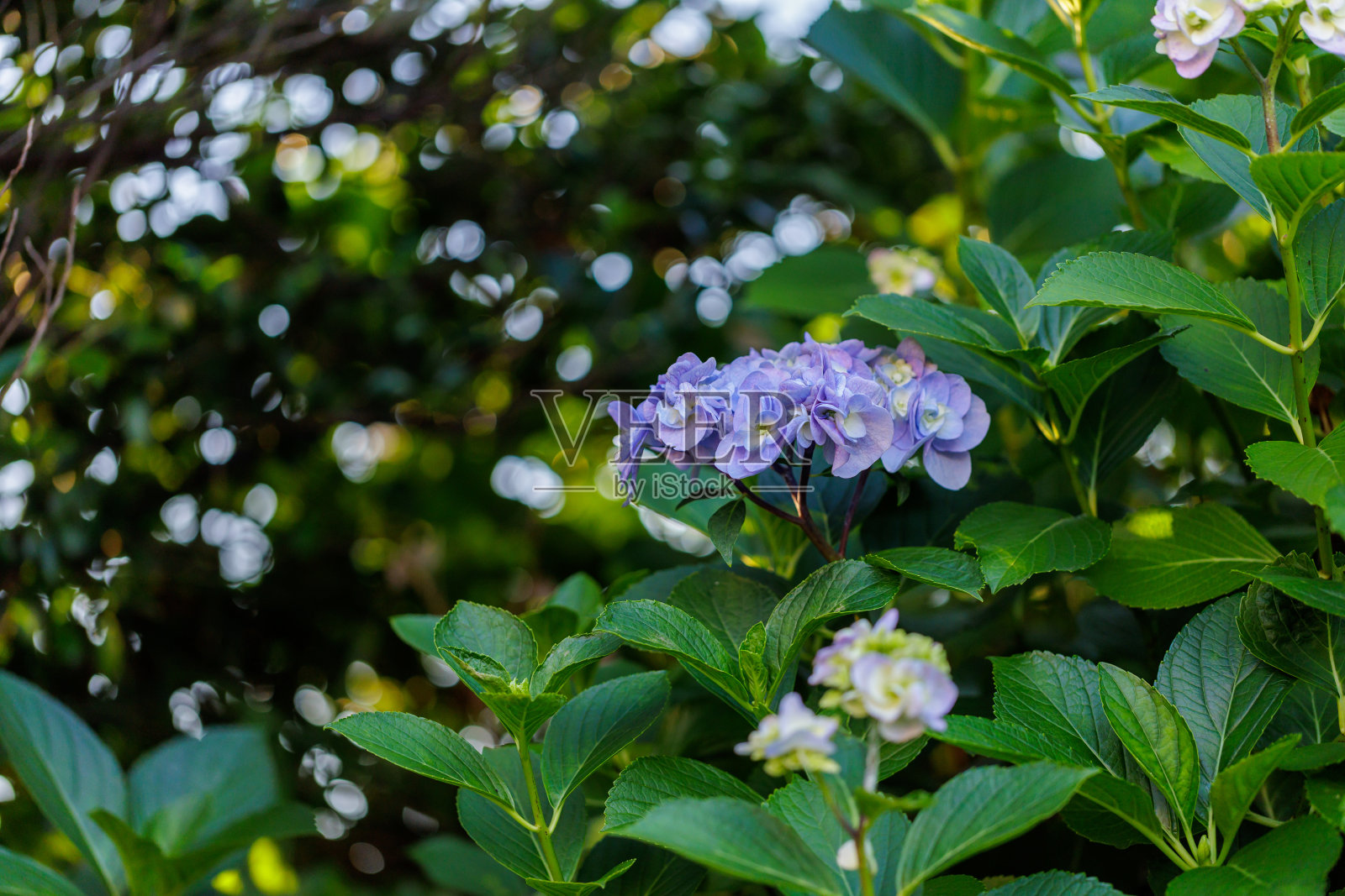 绣球花照片摄影图片