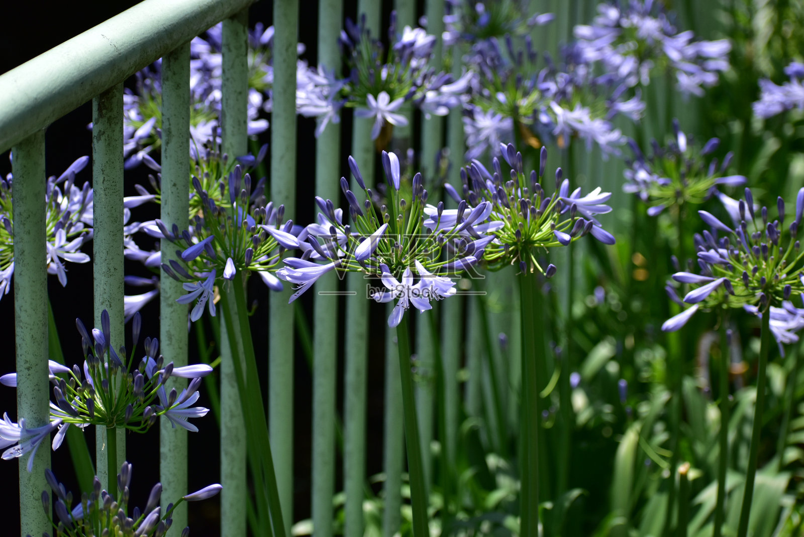 这种花叫加百花照片摄影图片