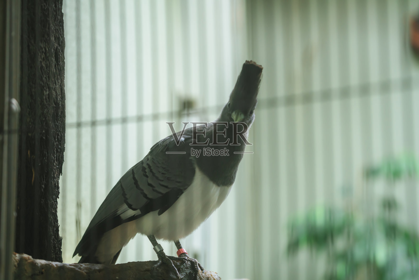 动物园里可爱的小鸟照片摄影图片
