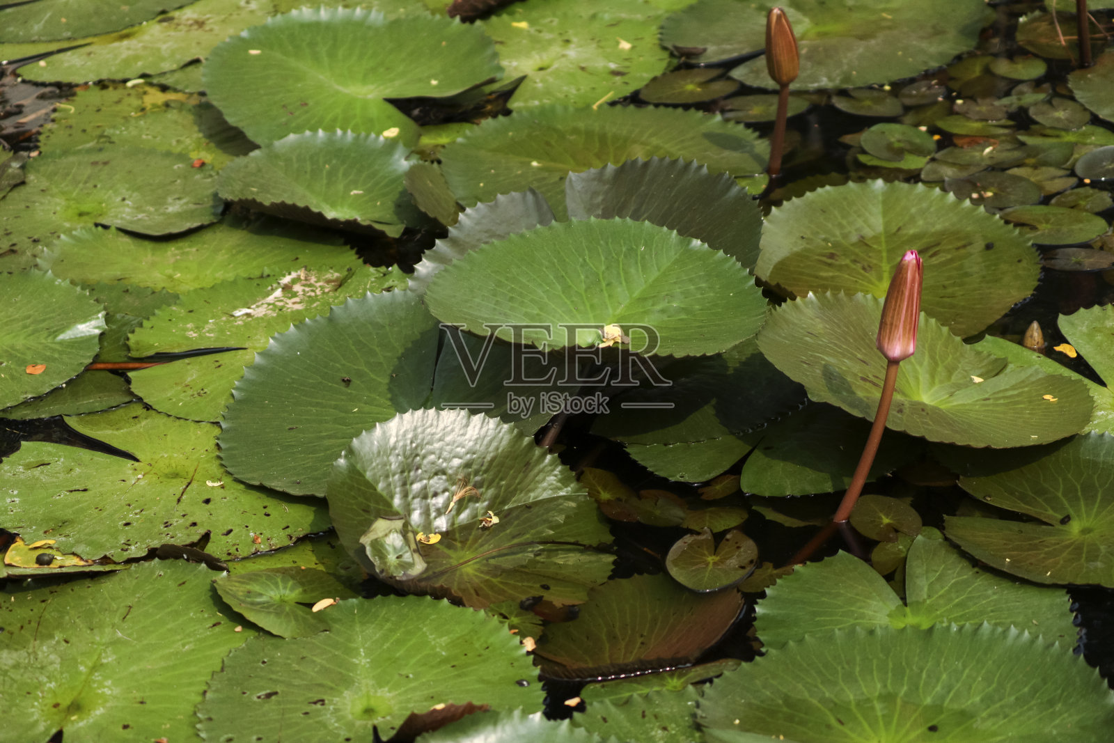 荷叶在水中的特写镜头照片摄影图片