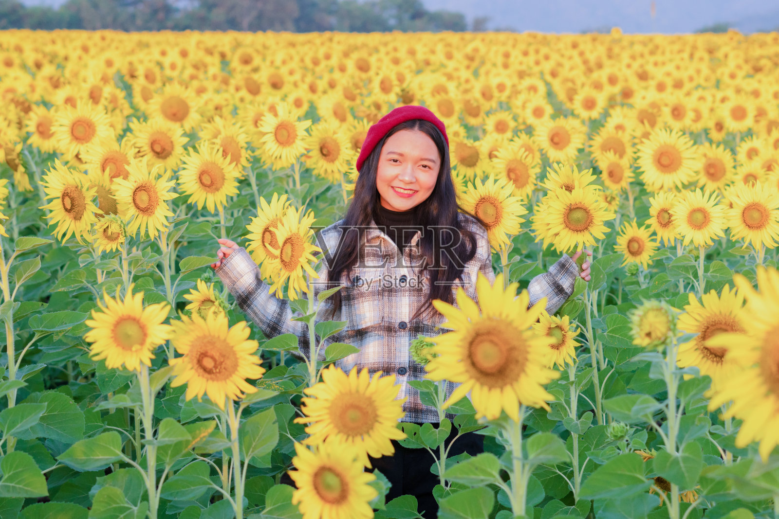 微笑的年轻女孩在向日葵田的早晨。照片摄影图片