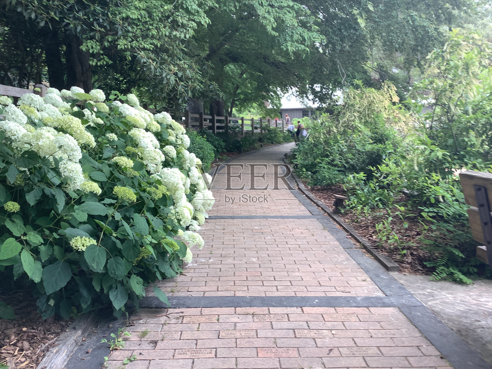 沃格尔州立公园的人行道照片摄影图片