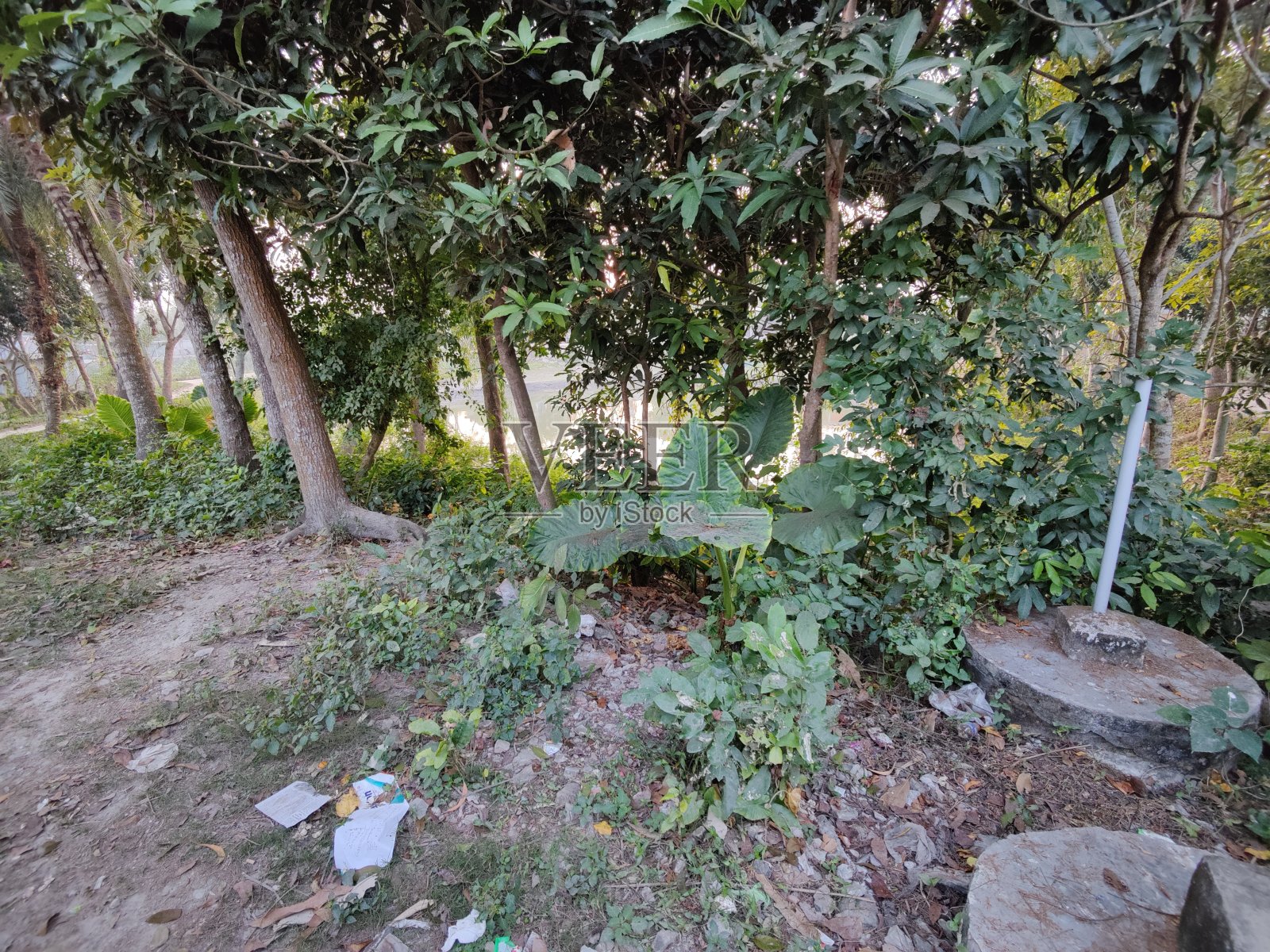 美丽的风景,有树和森林照片摄影图片