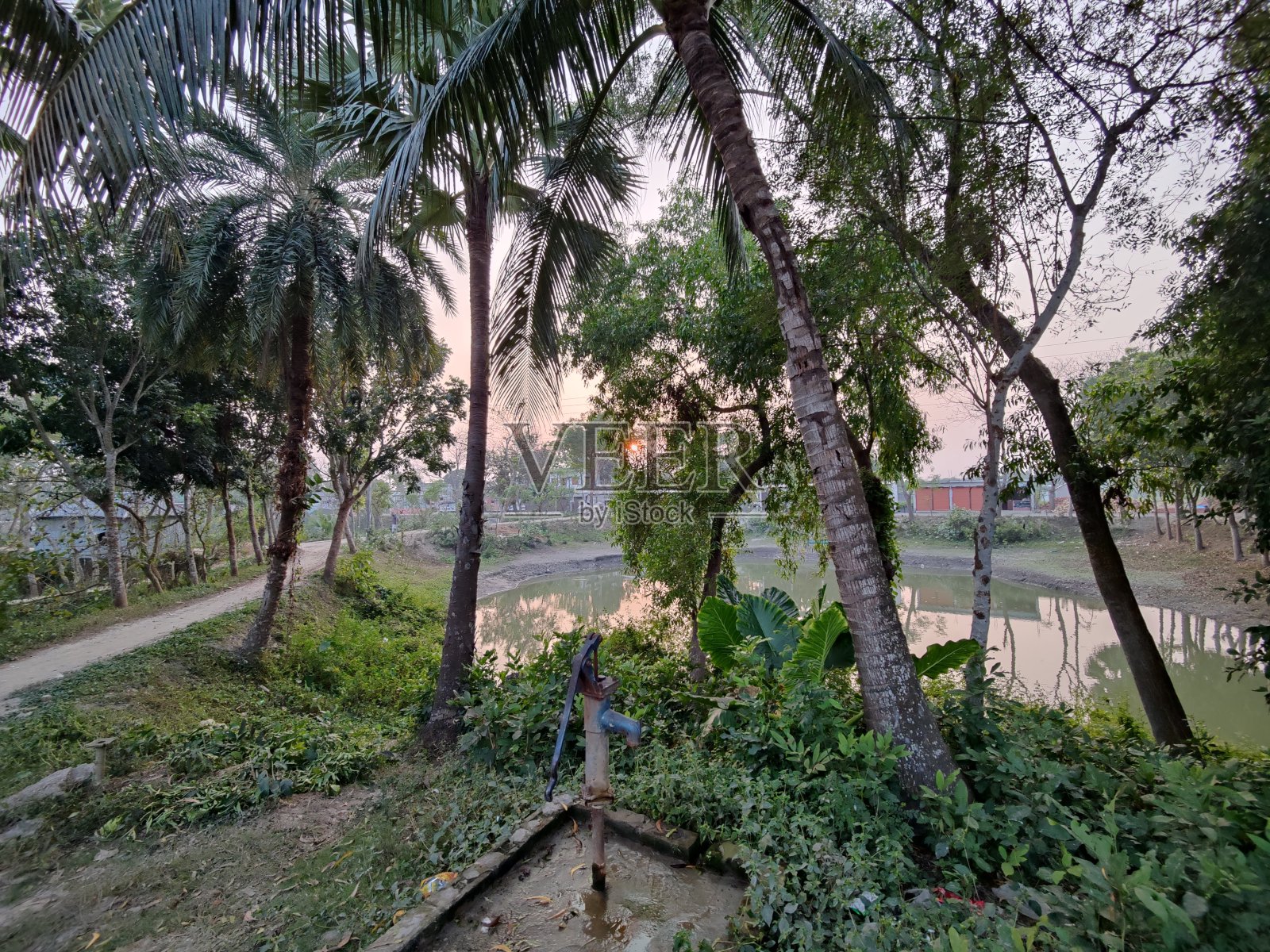 美丽的风景,有树和森林照片摄影图片