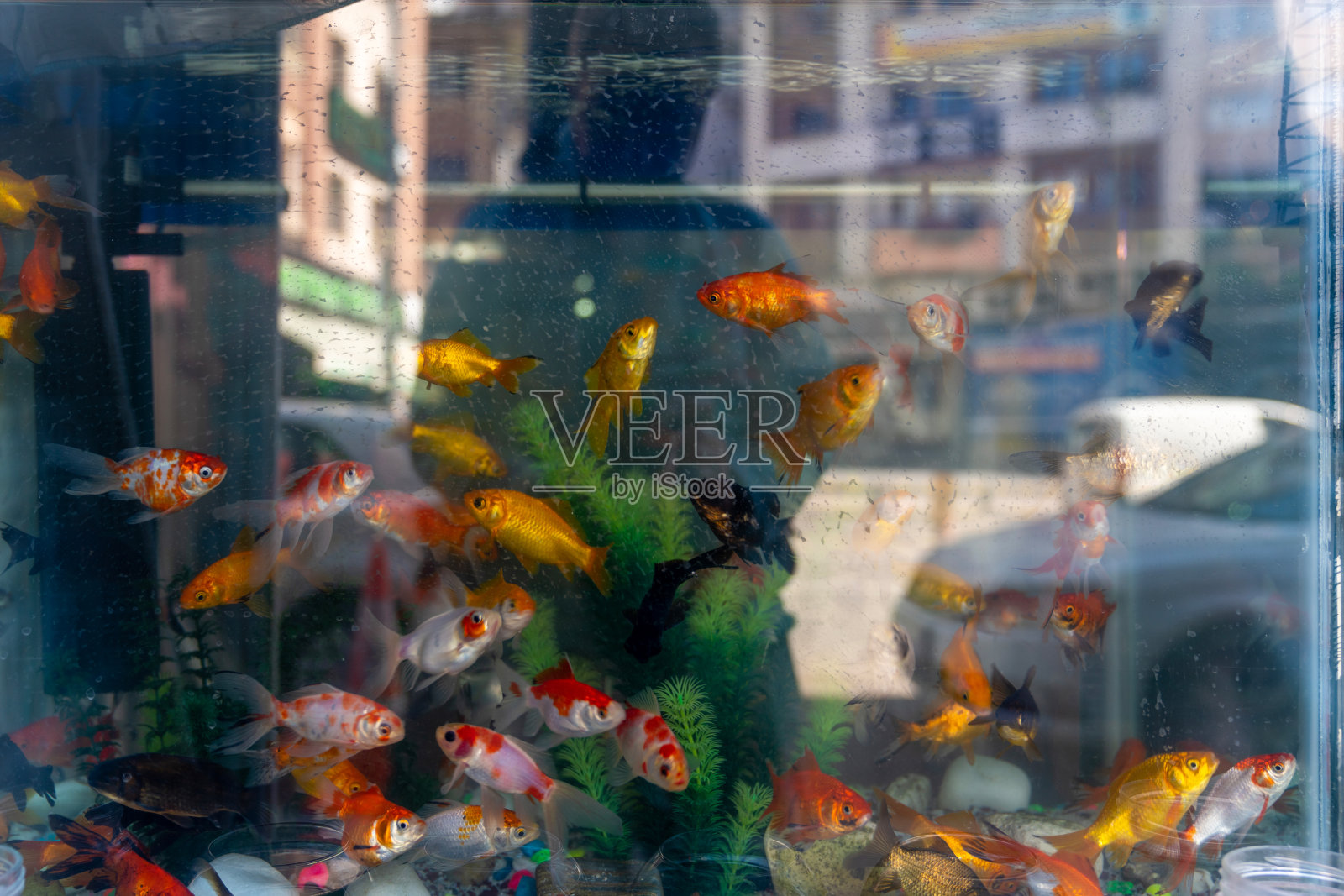 宠物店橱窗和鱼缸里的金鱼的外部视图照片摄影图片