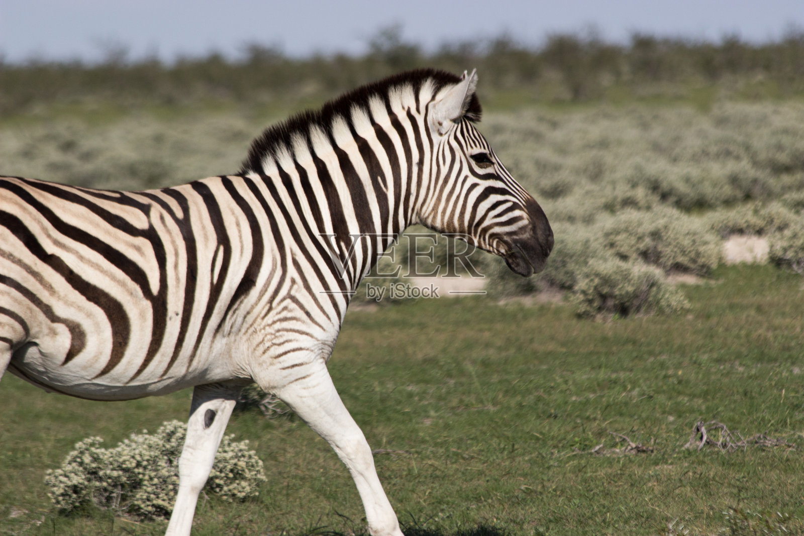 Wildzebra照片摄影图片