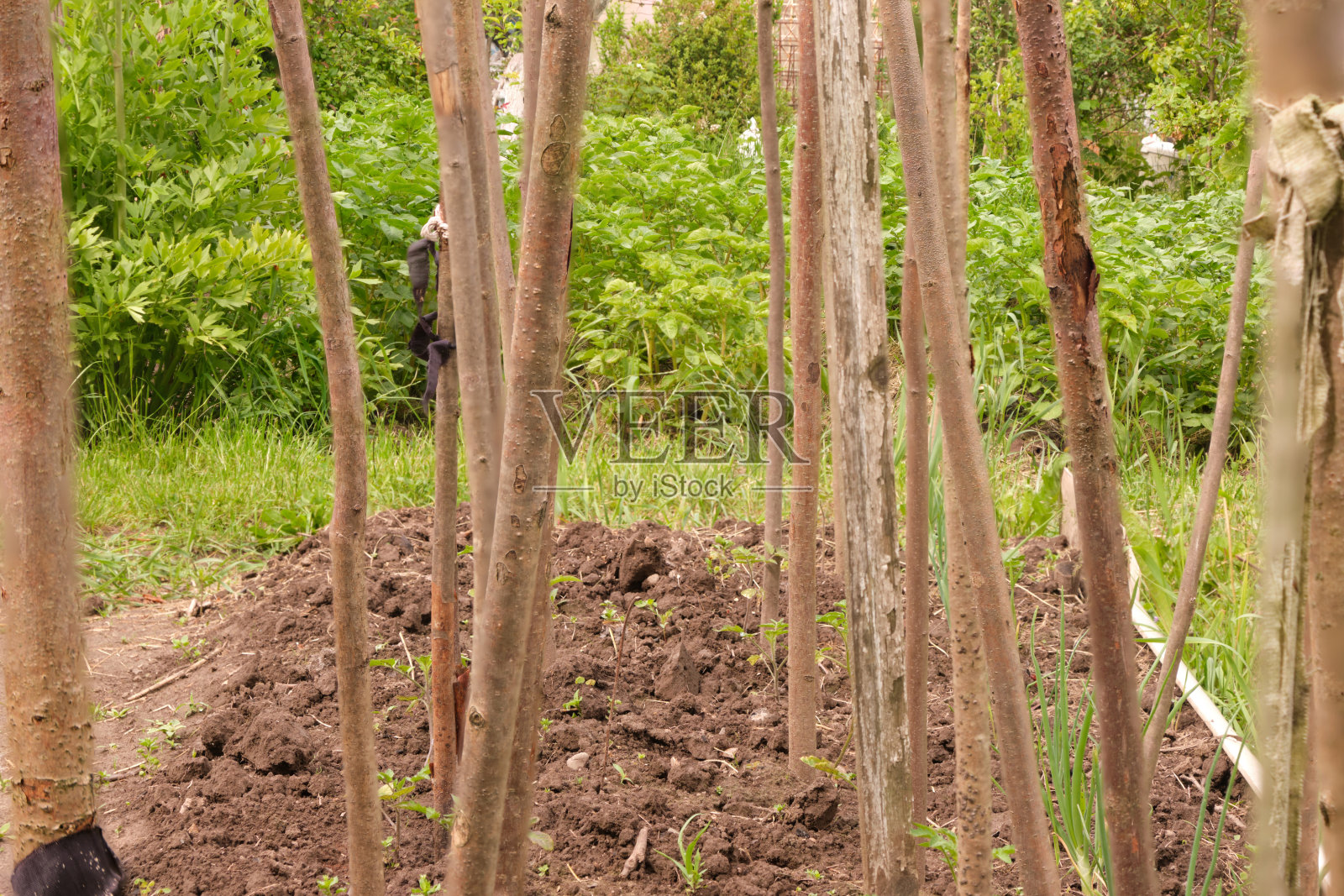 树枝附近的番茄长绿了。花园中的自然照片摄影图片