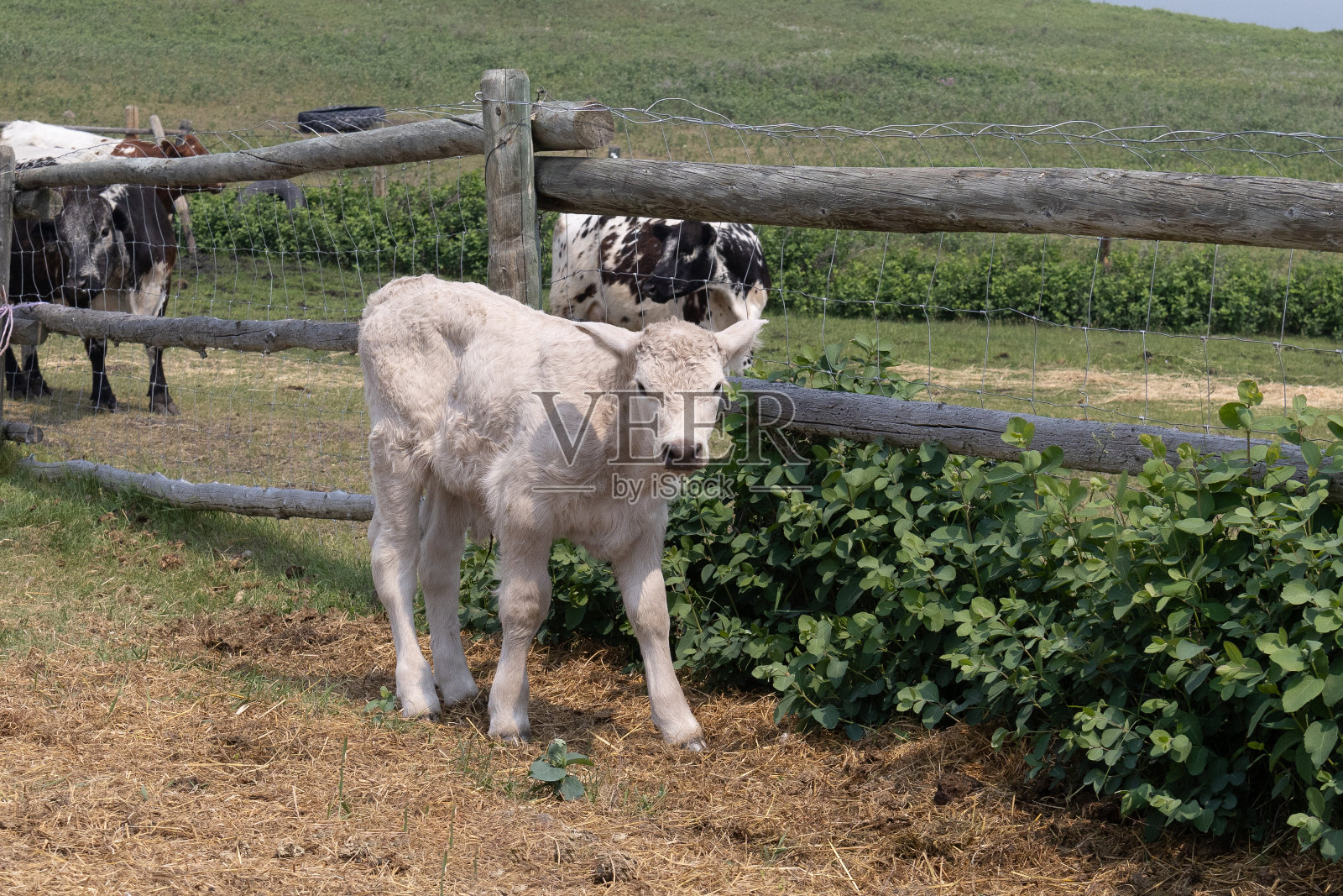 一头乳白色的小夏洛莱站在木栅栏旁盯着镜头。照片摄影图片