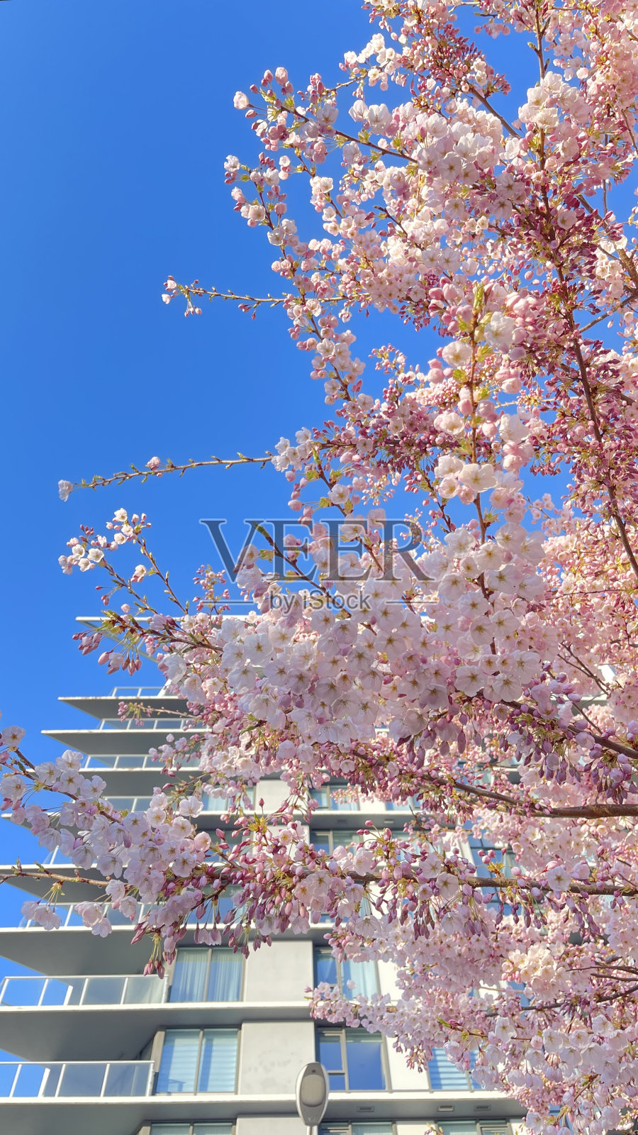 樱花照片摄影图片