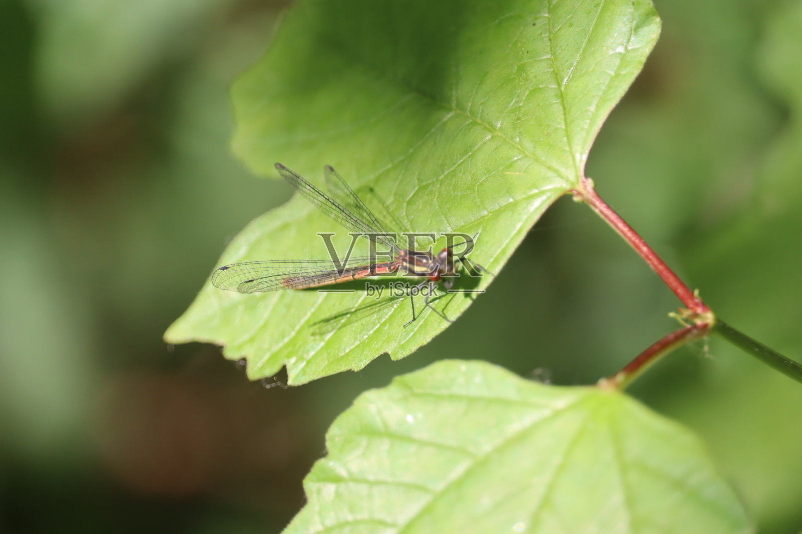 蜻蜓照片摄影图片