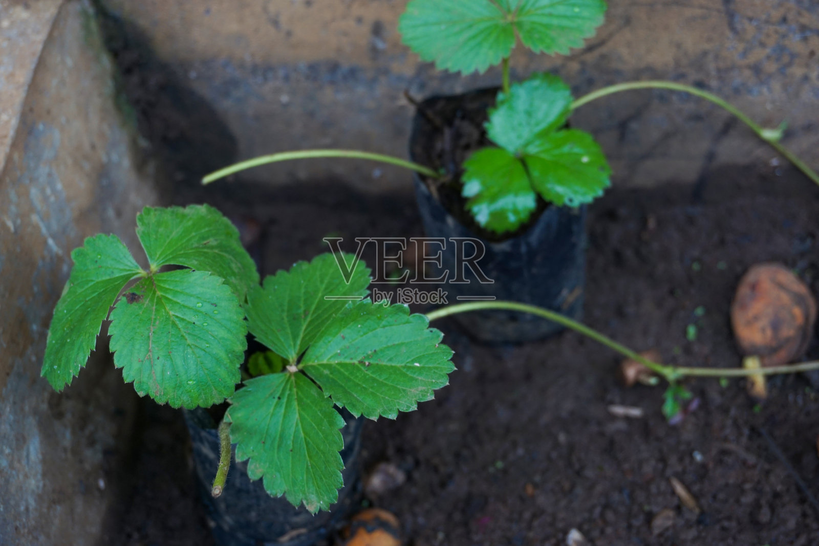 可以作为完美背景的物品照片照片摄影图片