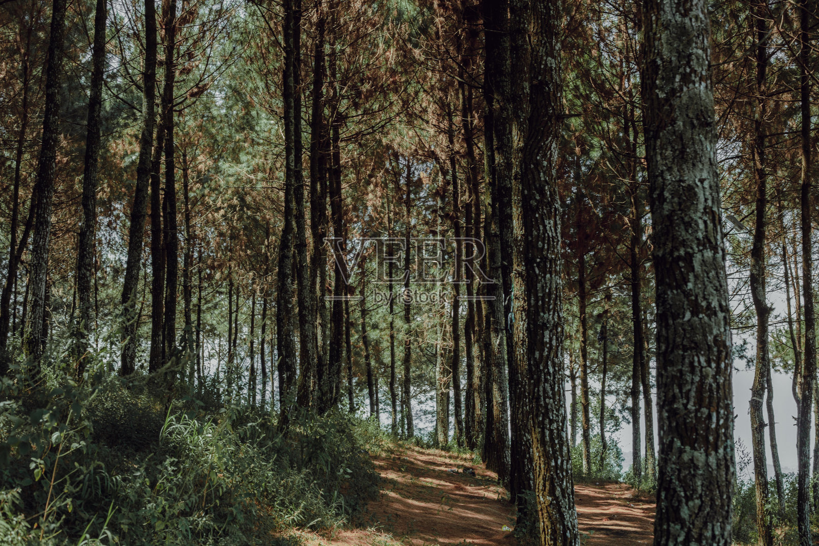 恢复森林照片摄影图片