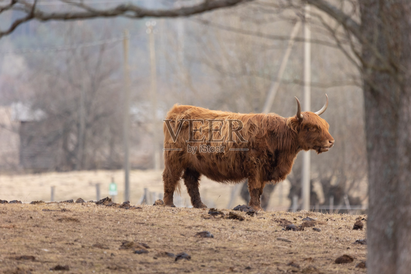 优雅的流浪者:在早春的田野里吃草的雄伟的棕色野牛照片摄影图片
