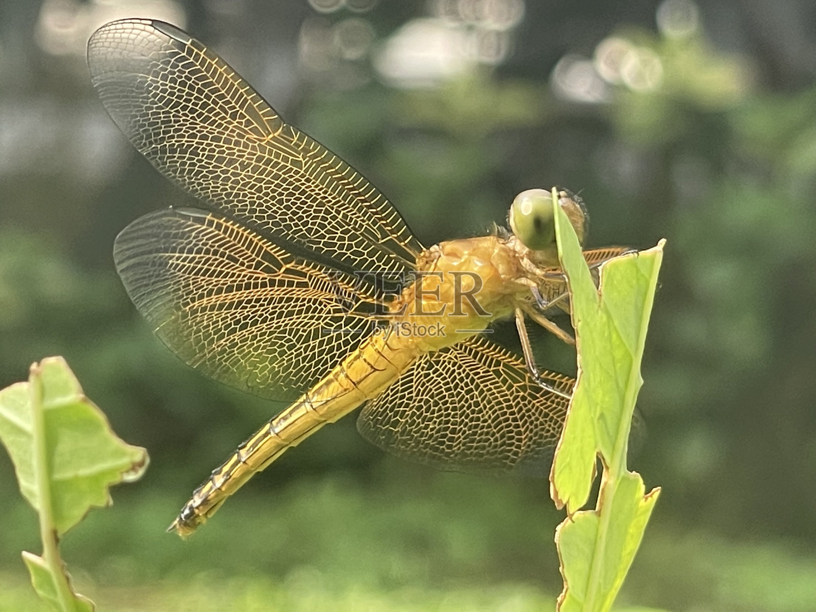 金蜻蜓照片摄影图片