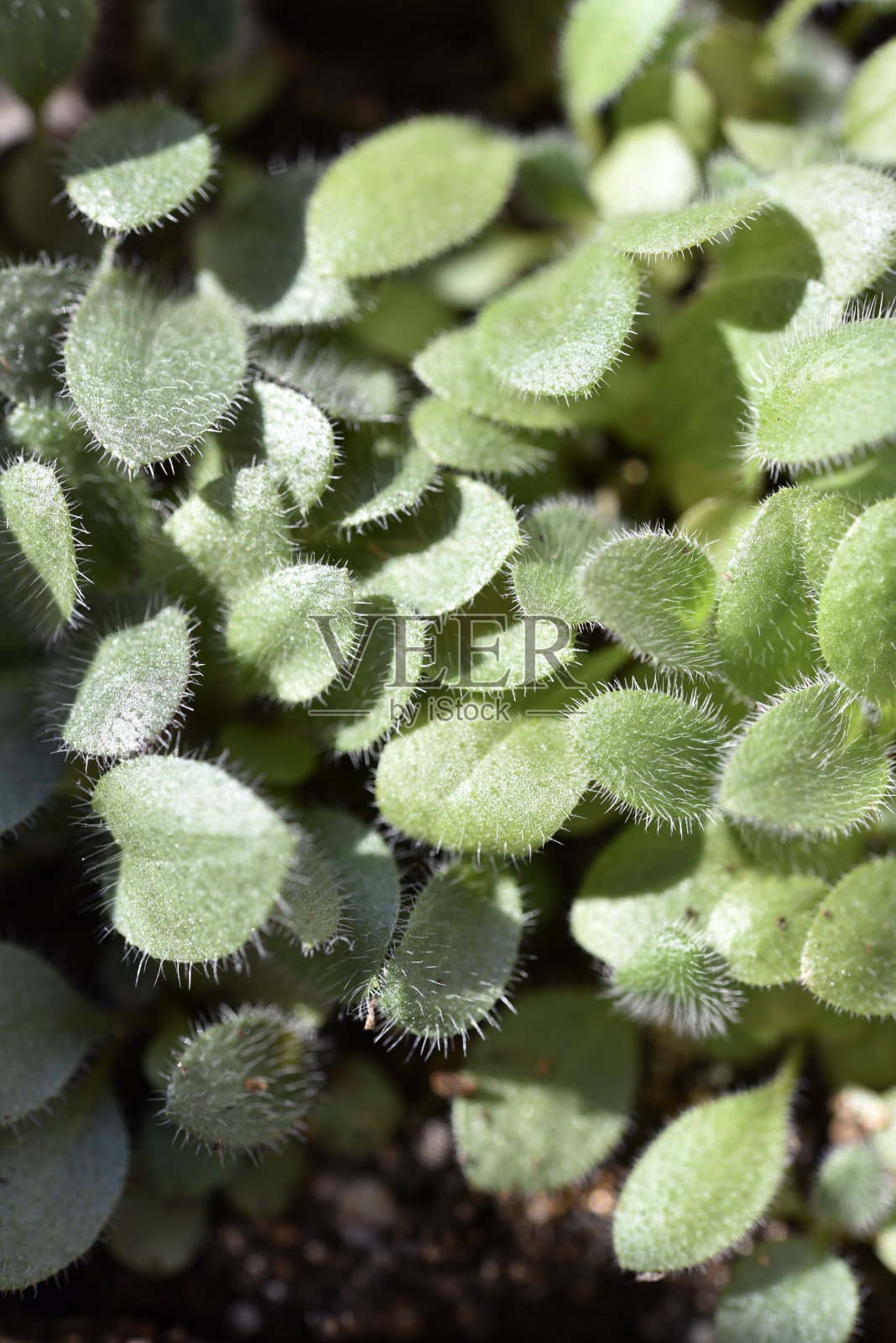 绿色多刺的小叶子。植物的针叶。照片摄影图片