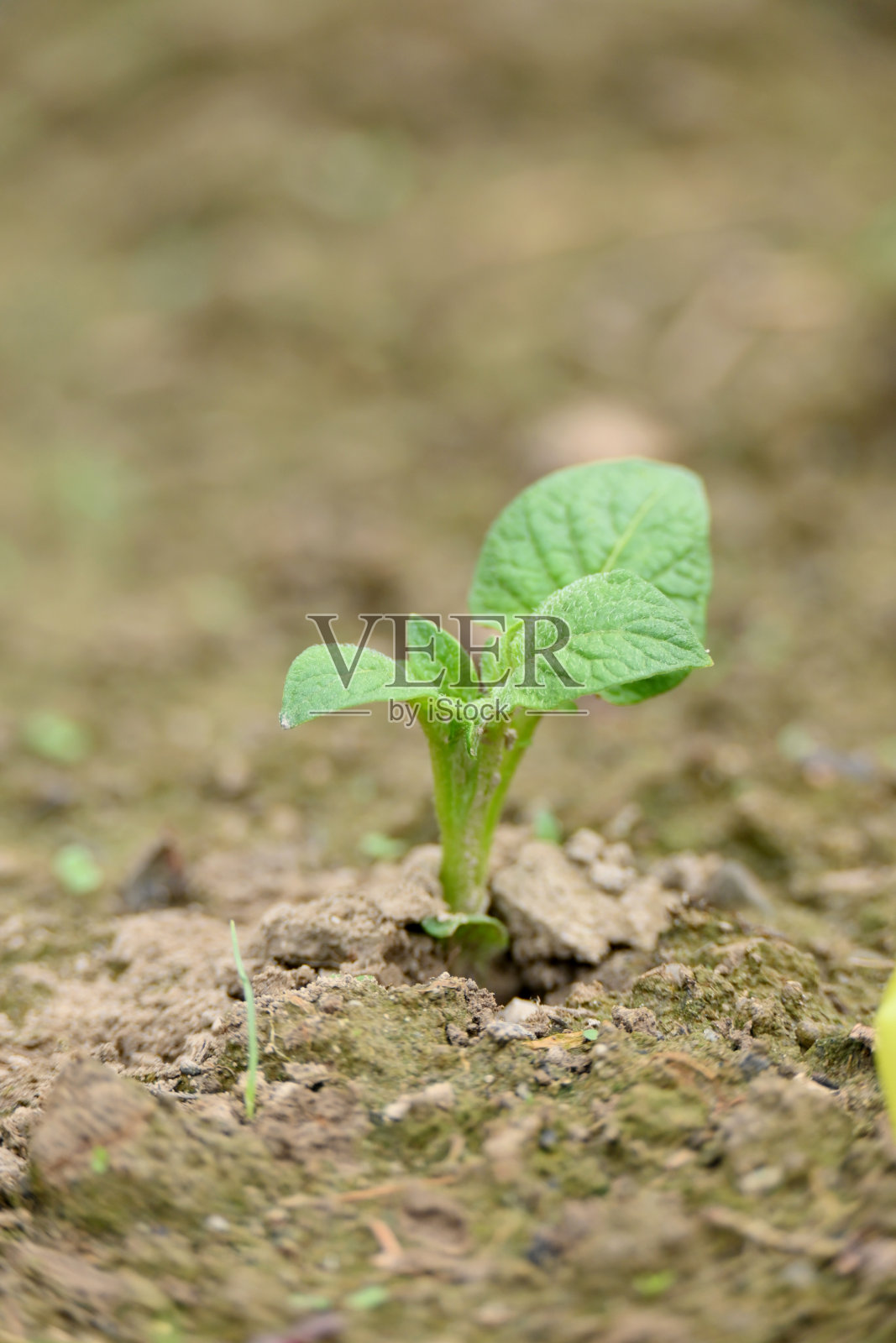 特写成熟的绿色马铃薯植物生长与叶片在农场田地软聚焦自然绿棕色背景。照片摄影图片