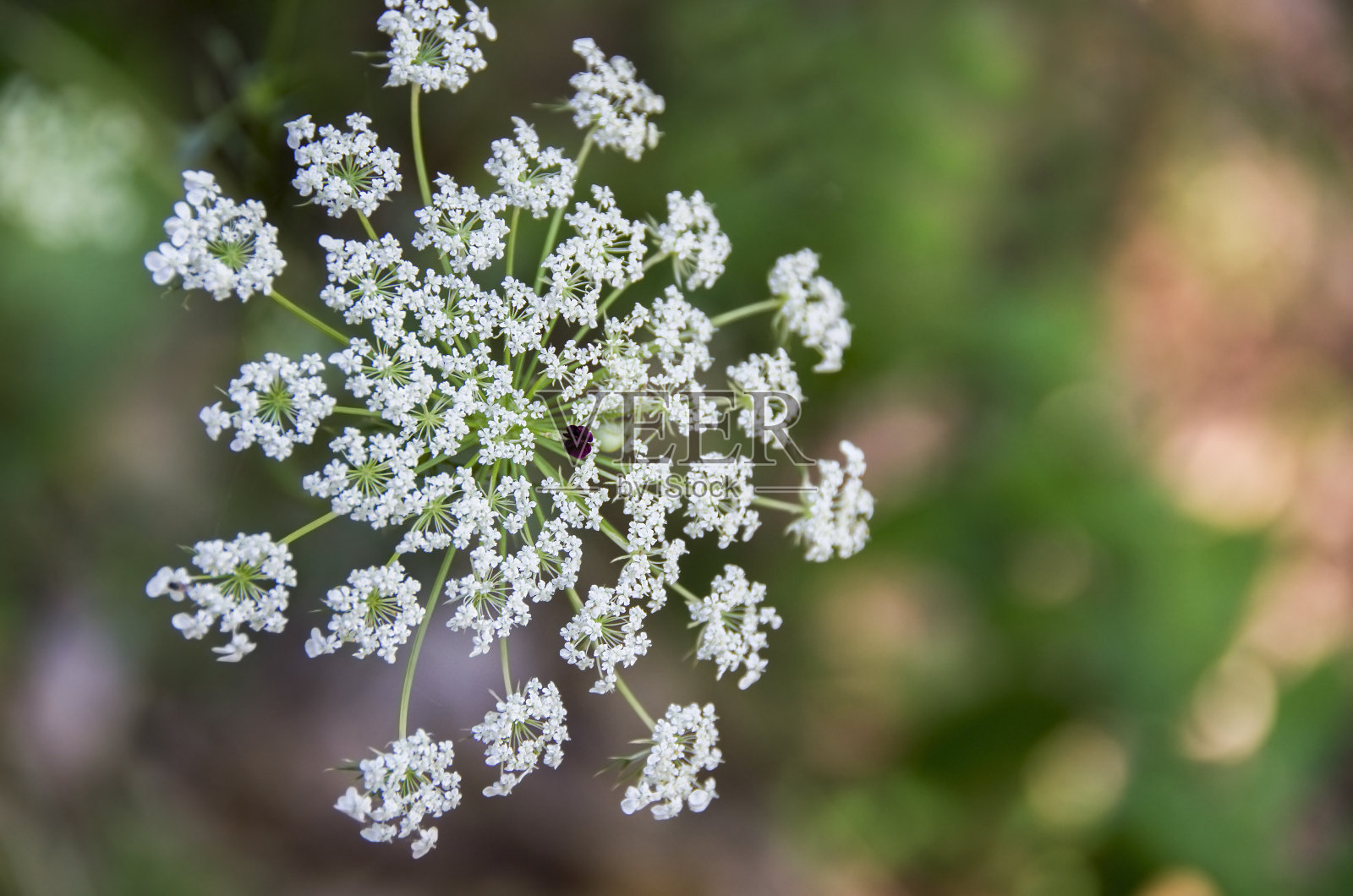 牛欧芹花(香菜)特写照片摄影图片