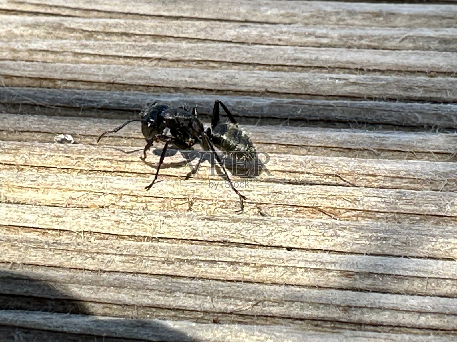 意大利托斯卡纳木头上的地中海蚂蚁照片摄影图片