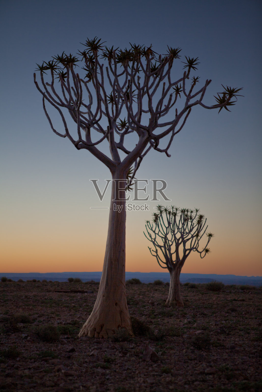 日落时的颤栗树照片摄影图片