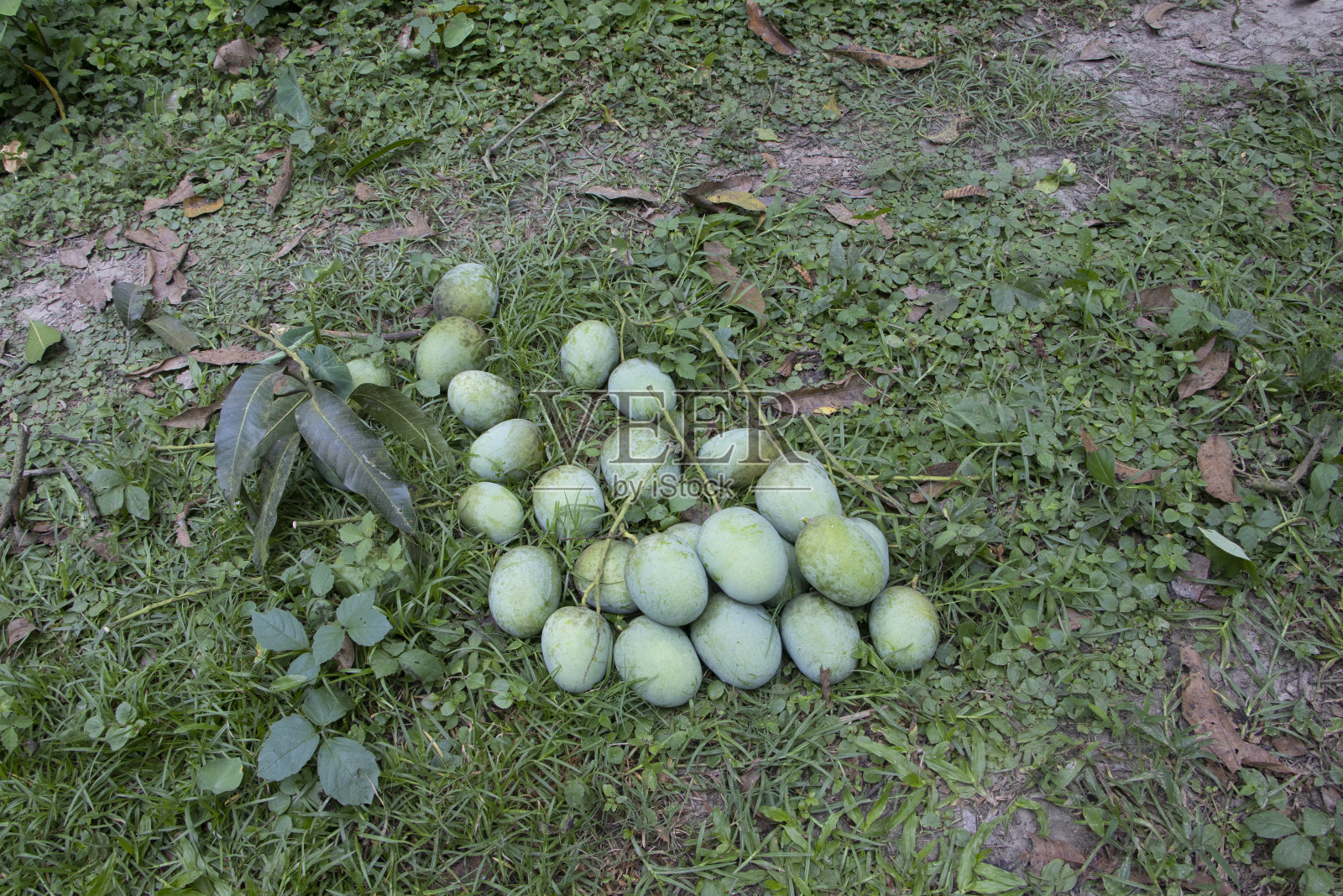 芒果铺在花园里树下的草地上照片摄影图片