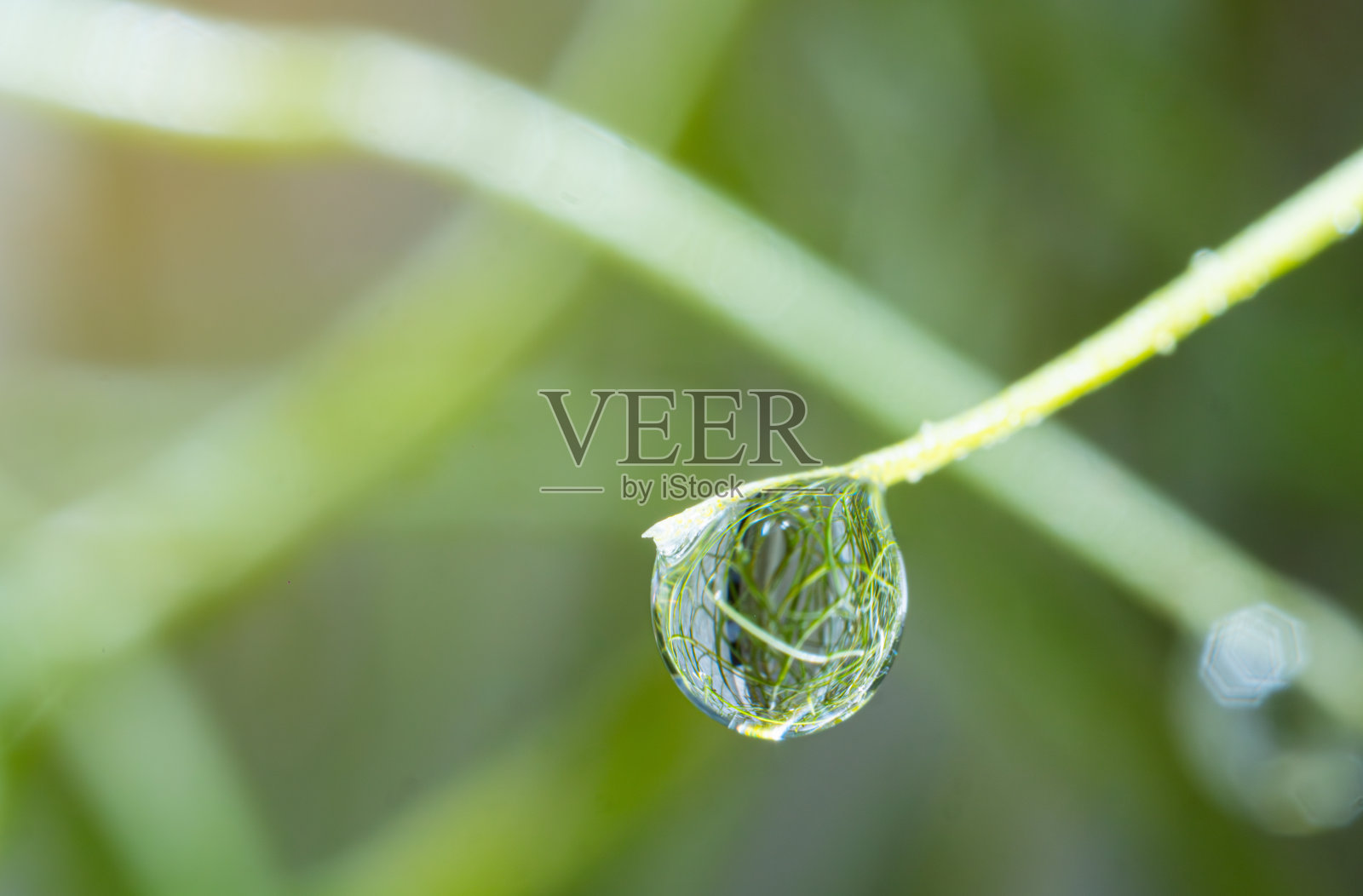 水珠粘在草顶或树枝上。雨滴落在叶子的顶部。雨后自然照片摄影图片