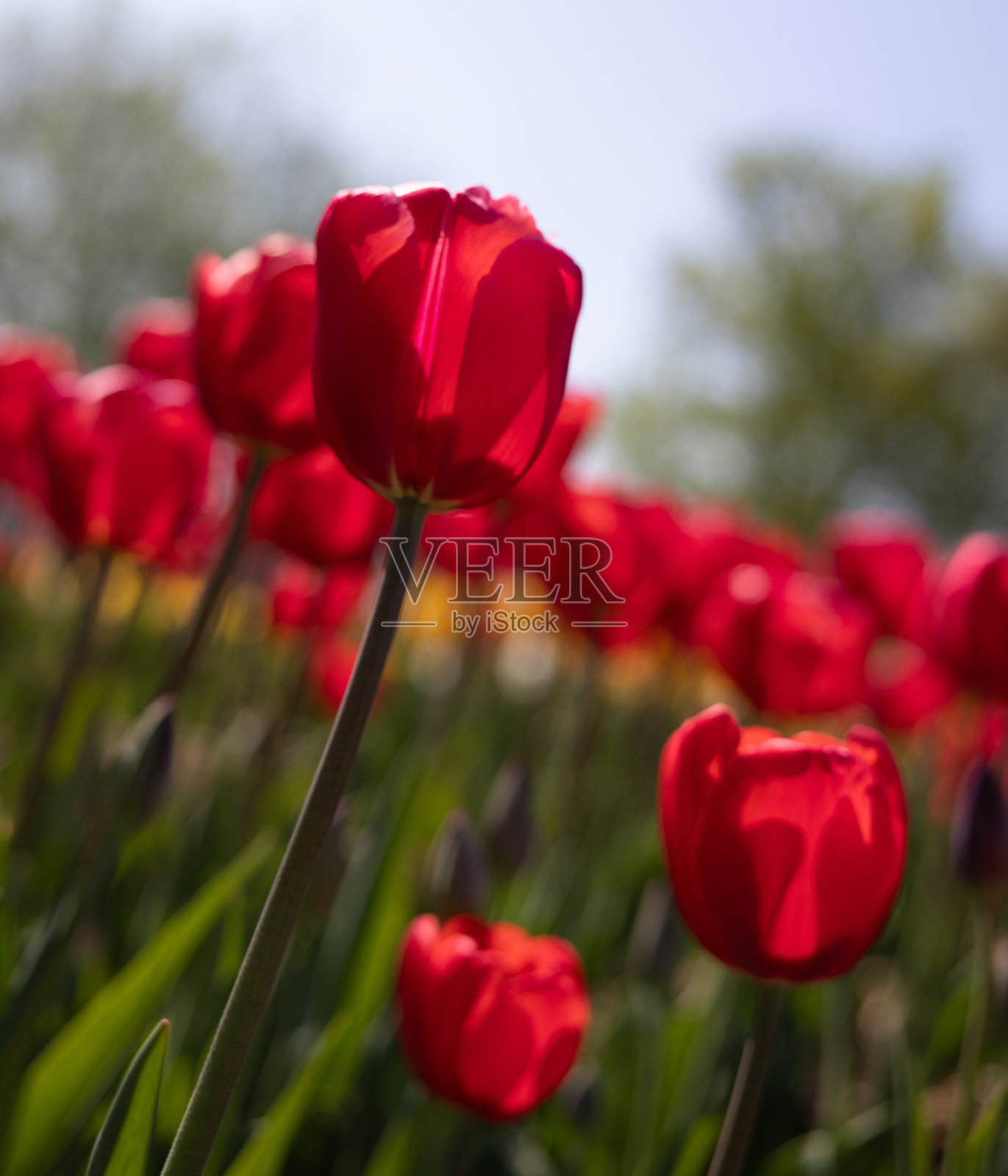 盛开的红色郁金香花坛照片摄影图片
