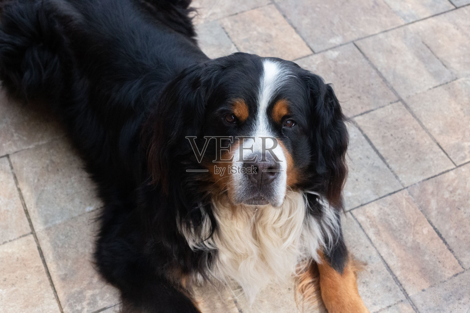 伯恩山犬照片摄影图片