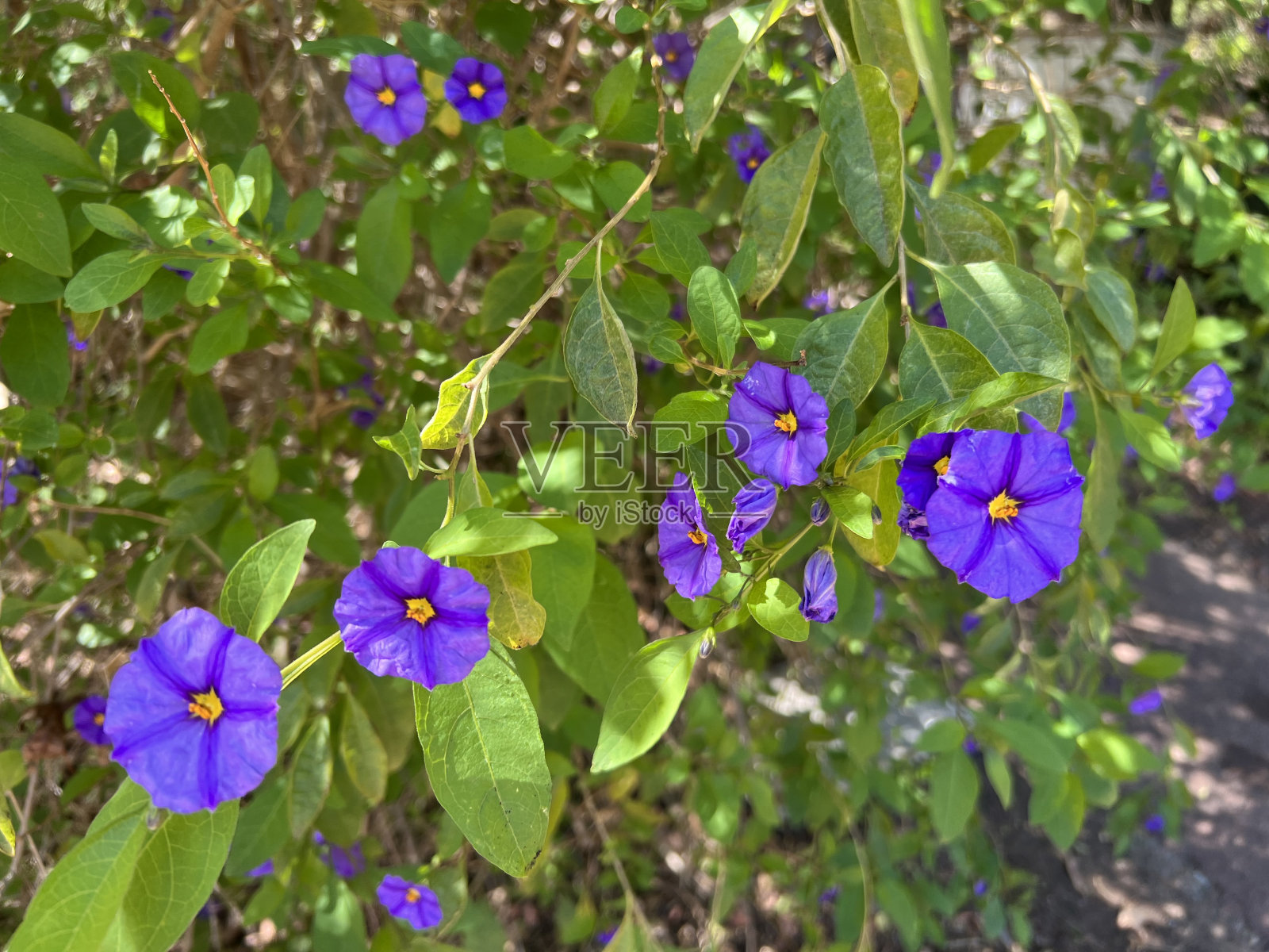 花-水仙照片摄影图片