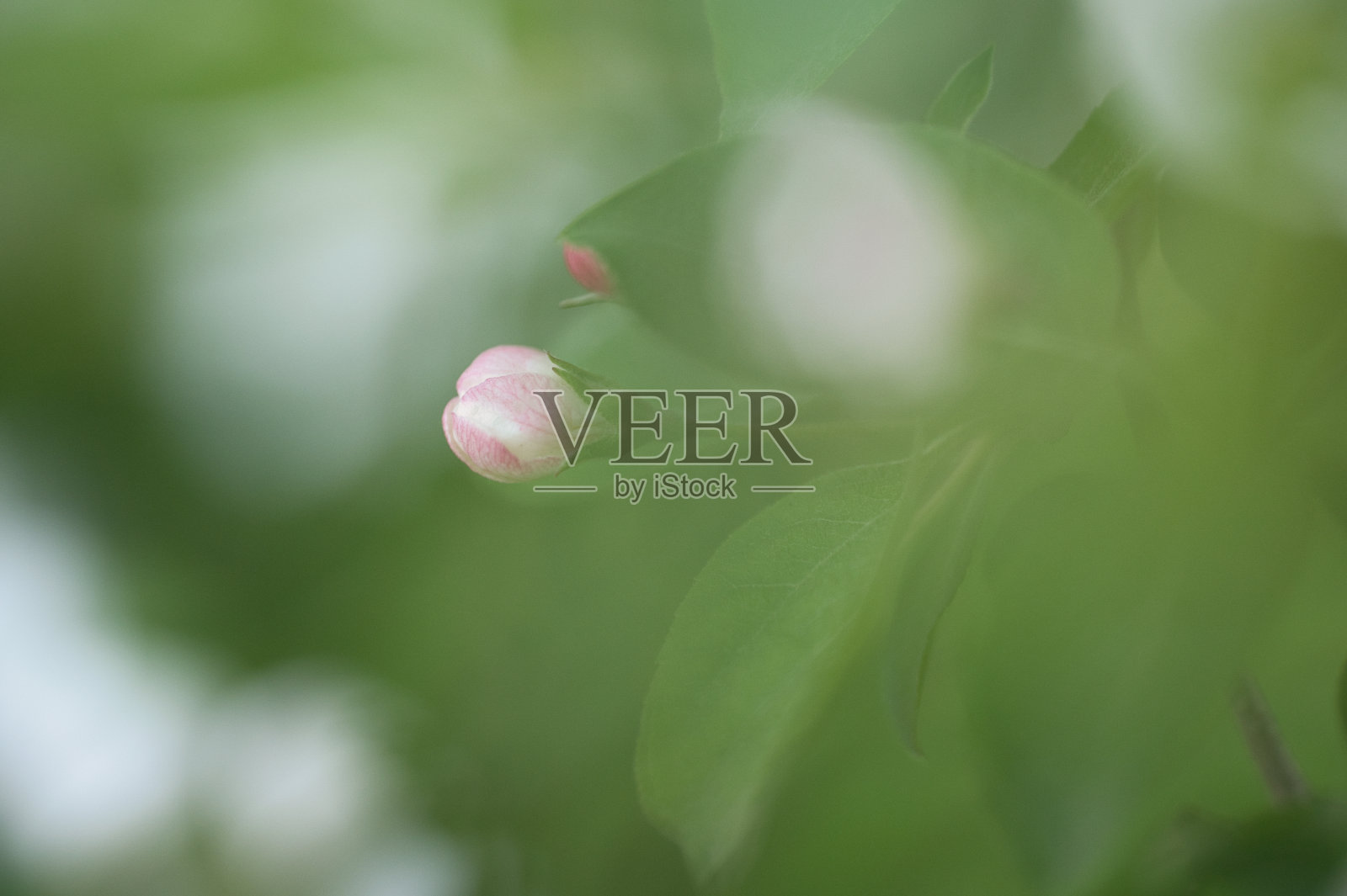 樱花花蕾照片摄影图片