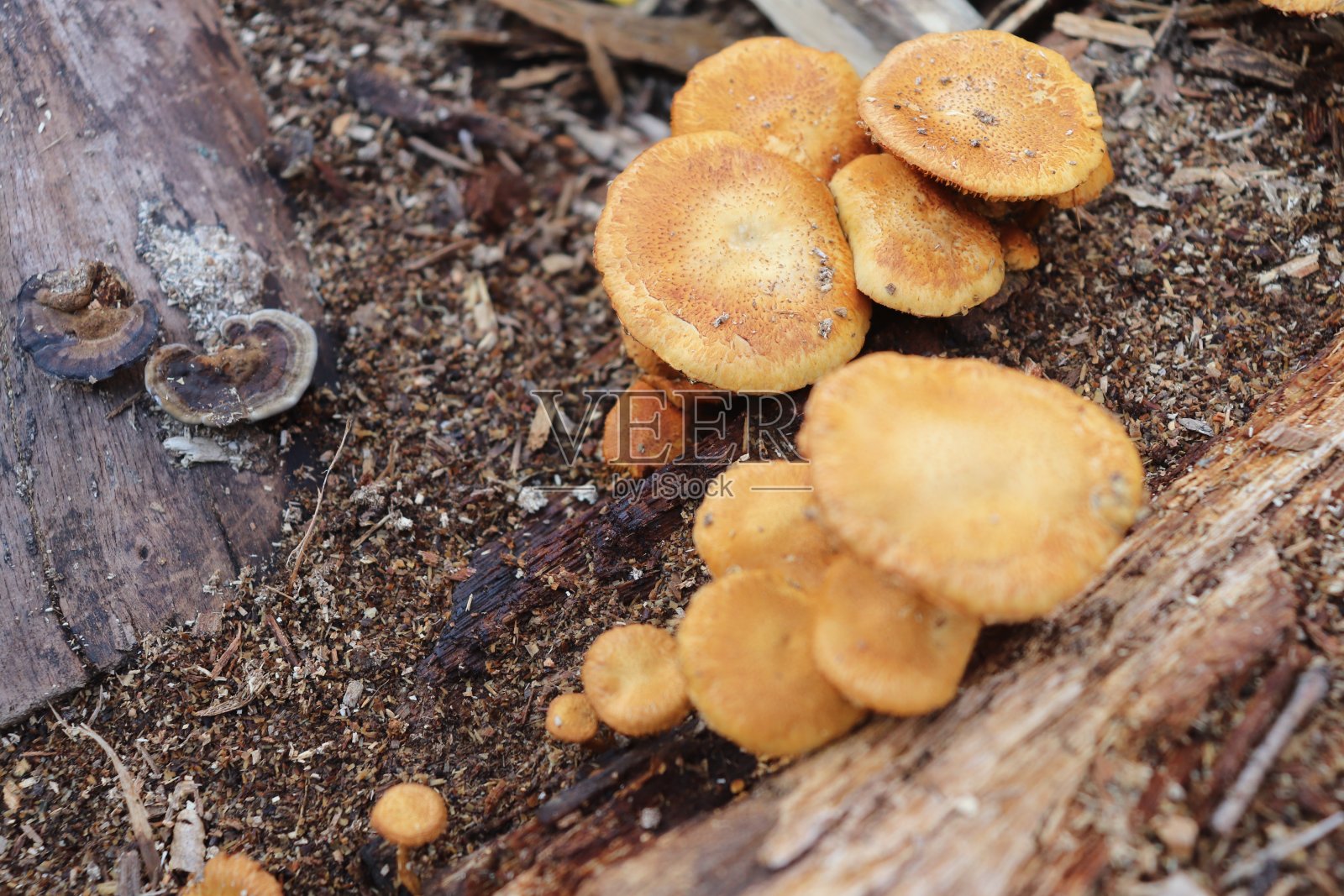 野蘑菇照片摄影图片